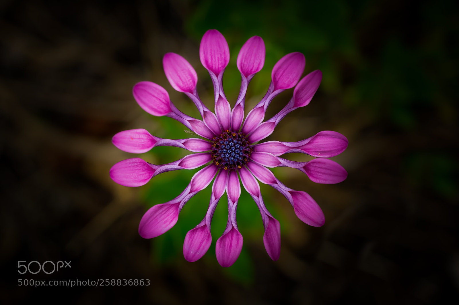 Sony a6000 sample photo. Pink lady photography