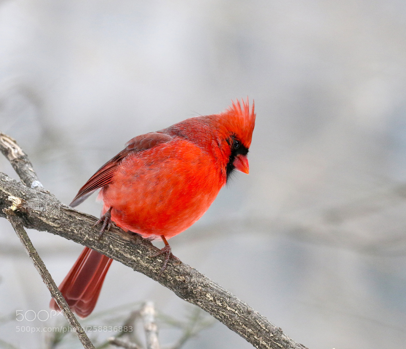 Canon EOS 7D Mark II sample photo. Red alert photography
