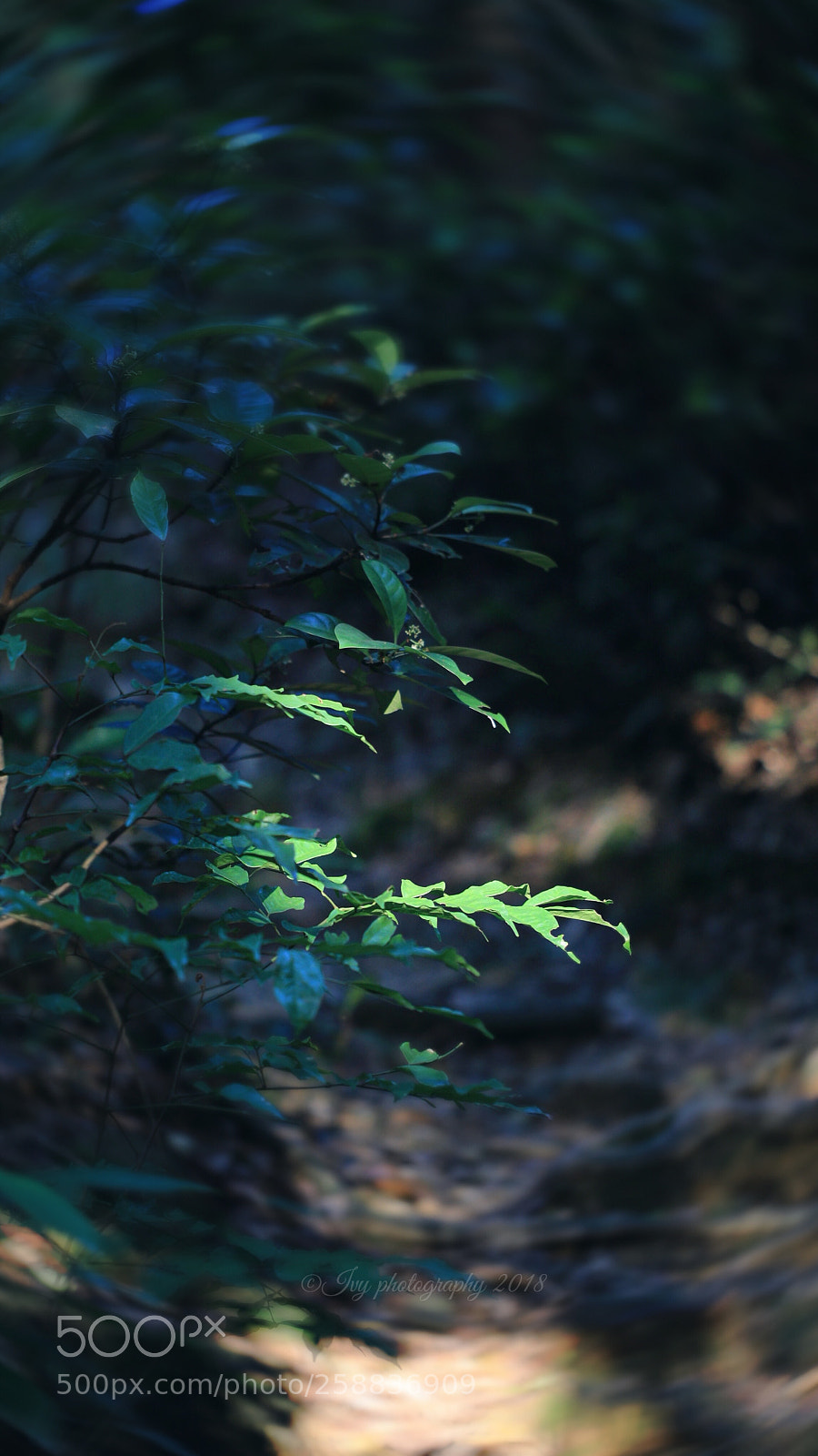 Canon EOS 5D Mark IV sample photo. Untitled photography