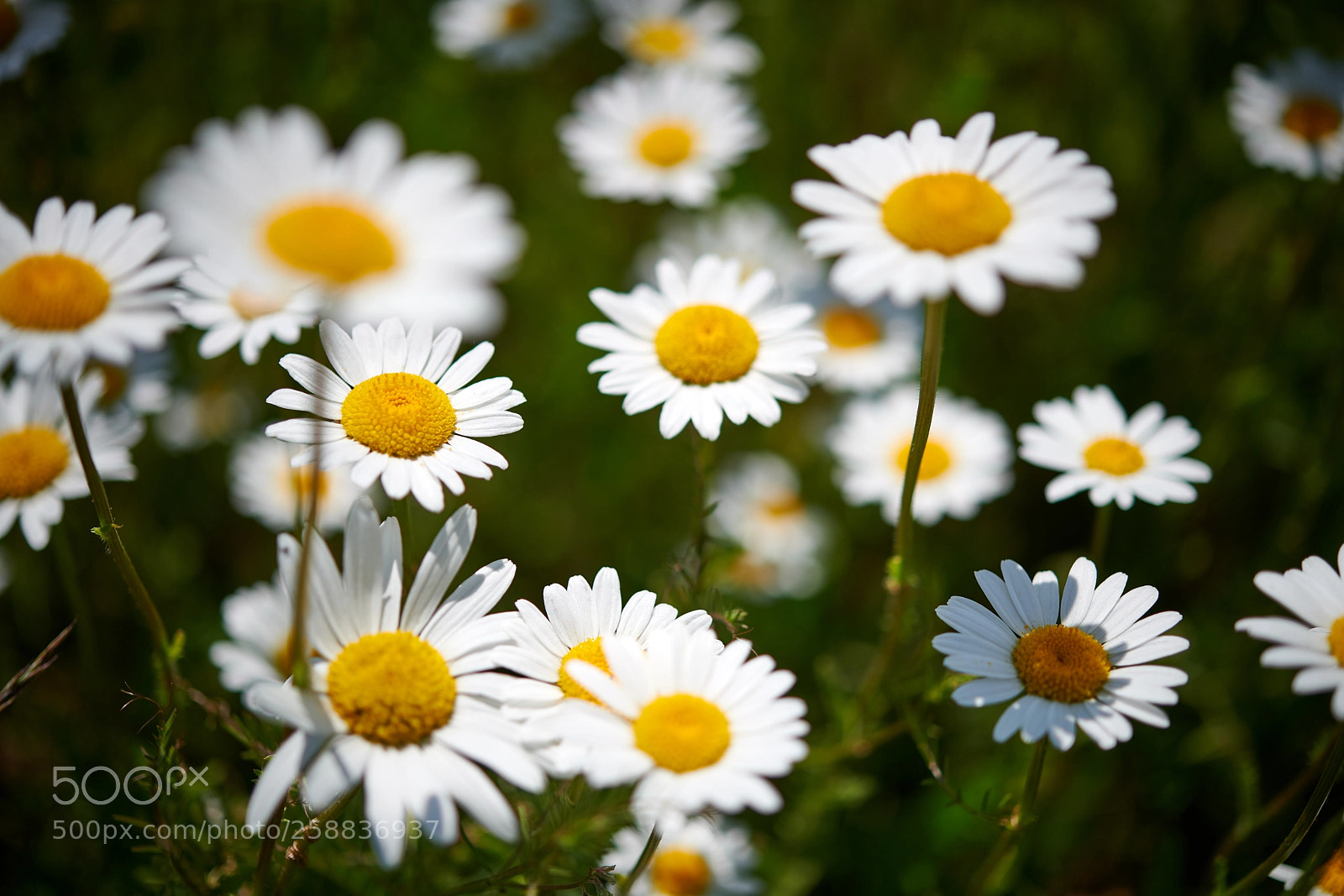 Nikon D850 sample photo. Meadow flowers (margerithen) photography