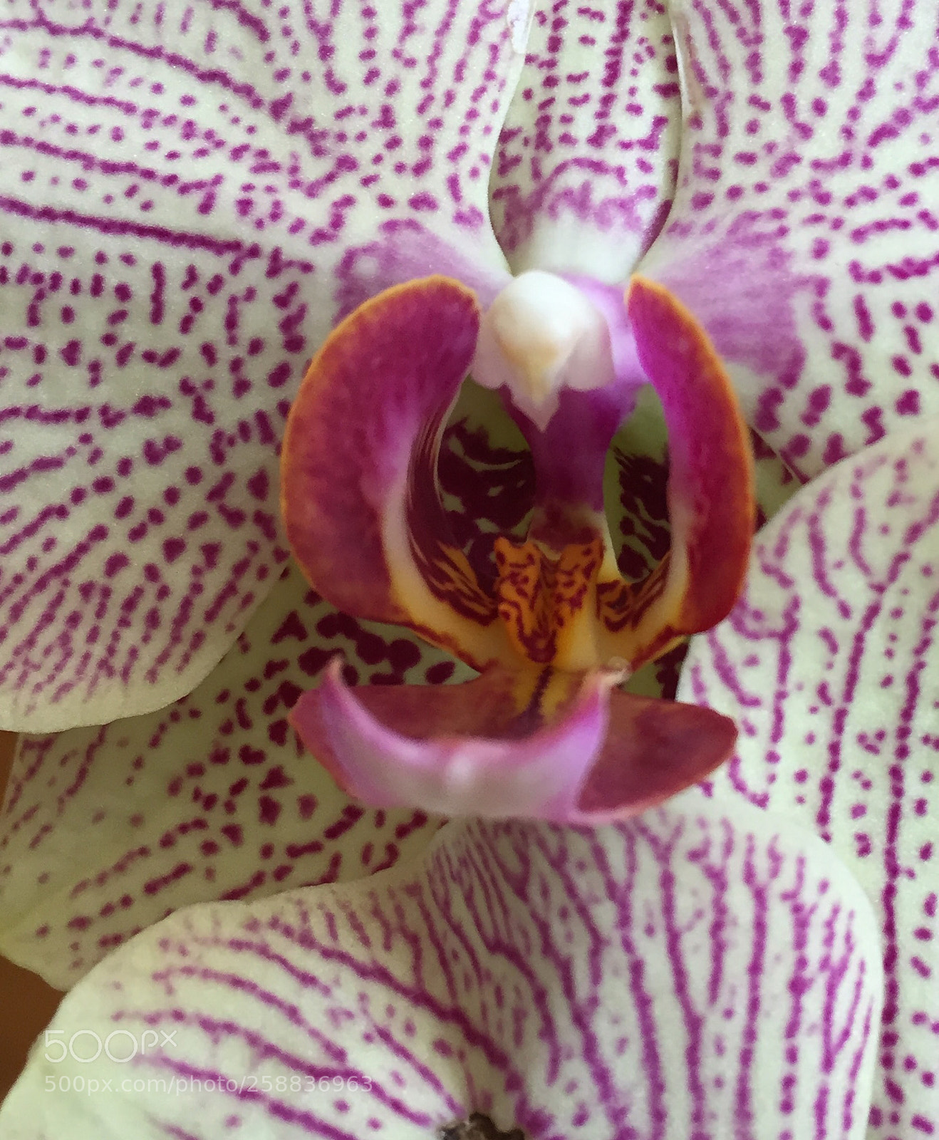 Apple iPhone 6 sample photo. Beautiful orchids photography