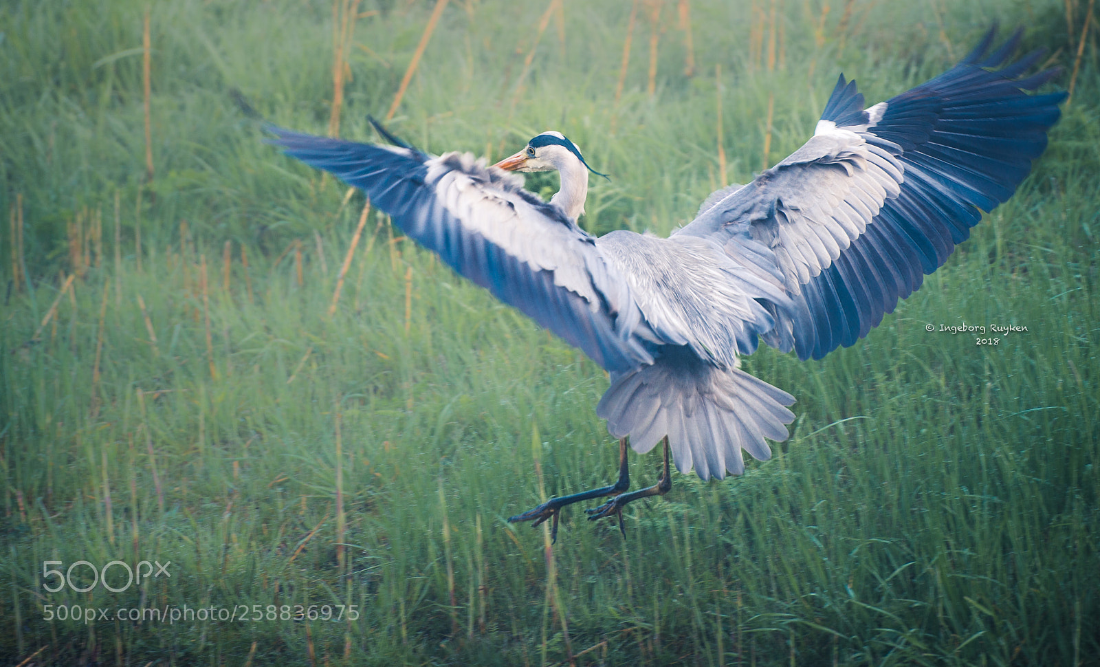 Nikon D800 sample photo. Where i land photography