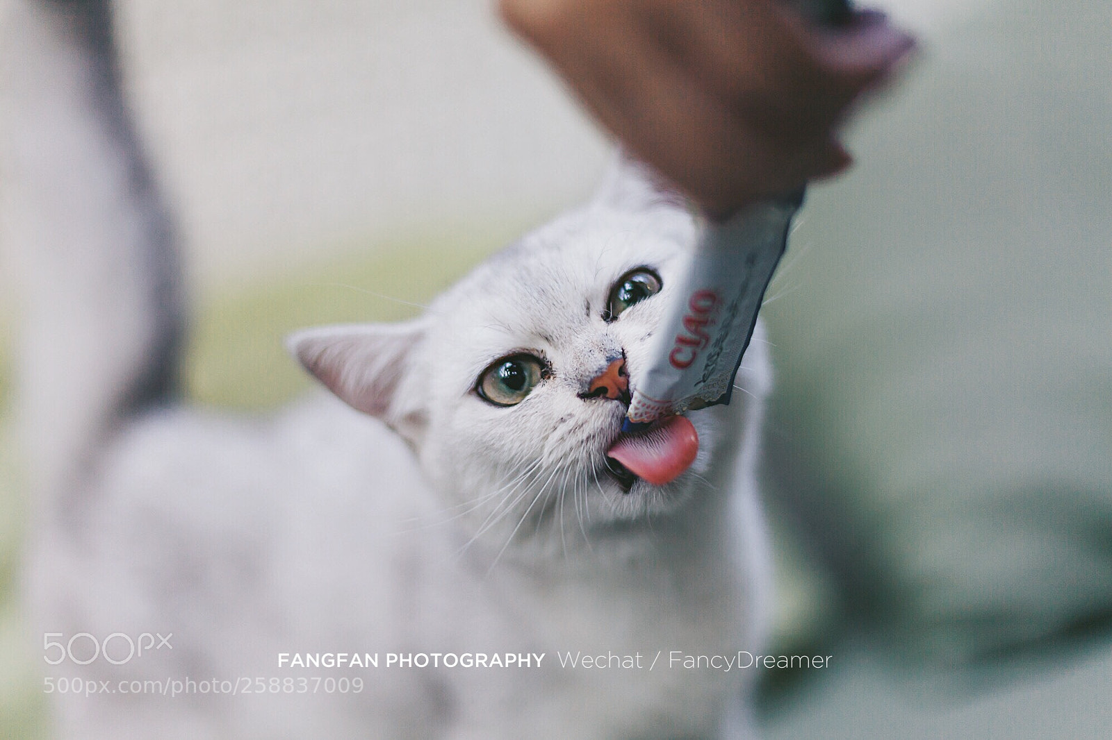 Canon EOS 5D Mark II sample photo. 先尝一口 photography