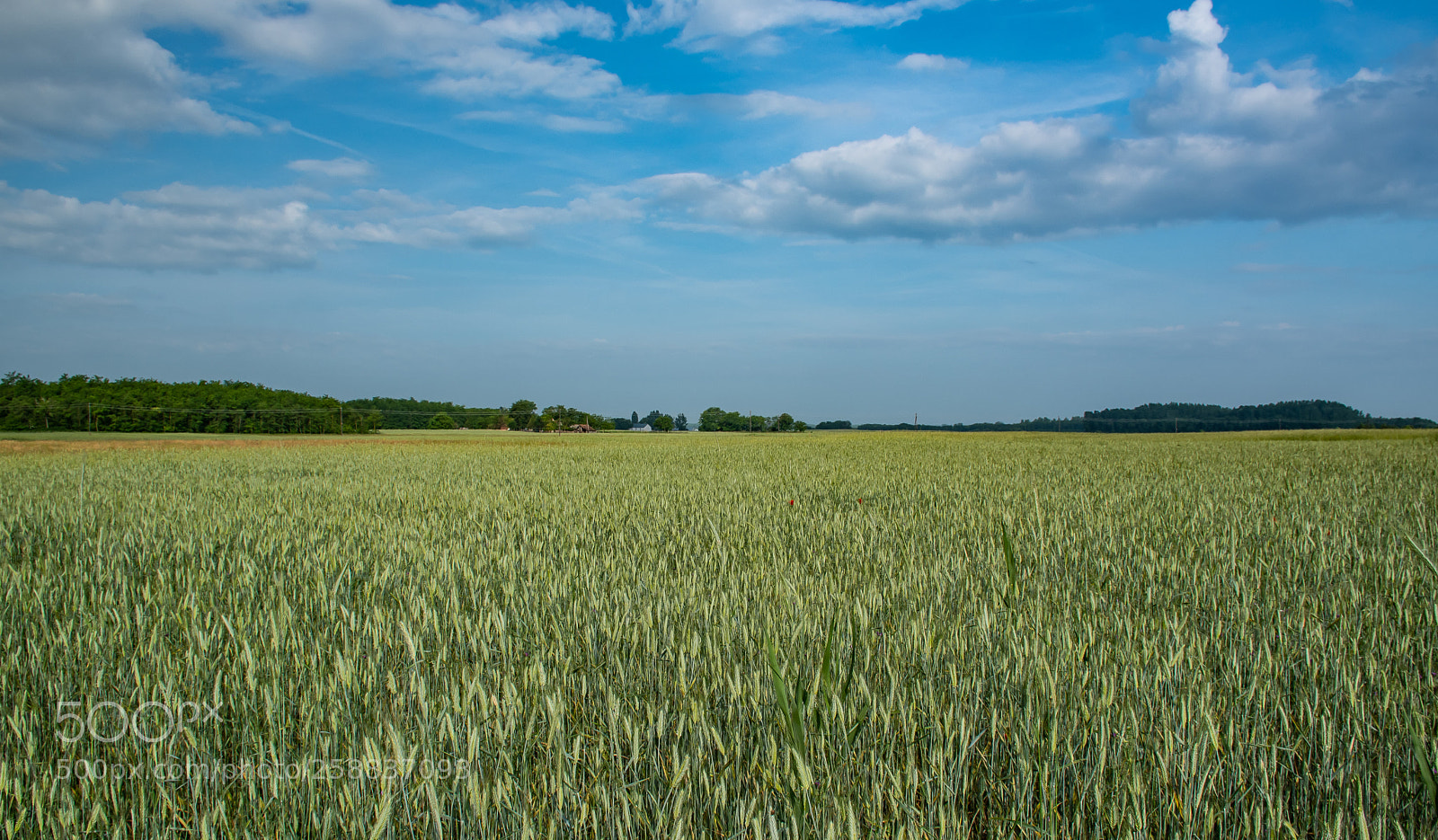 Nikon D7500 sample photo. Wheatfield photography