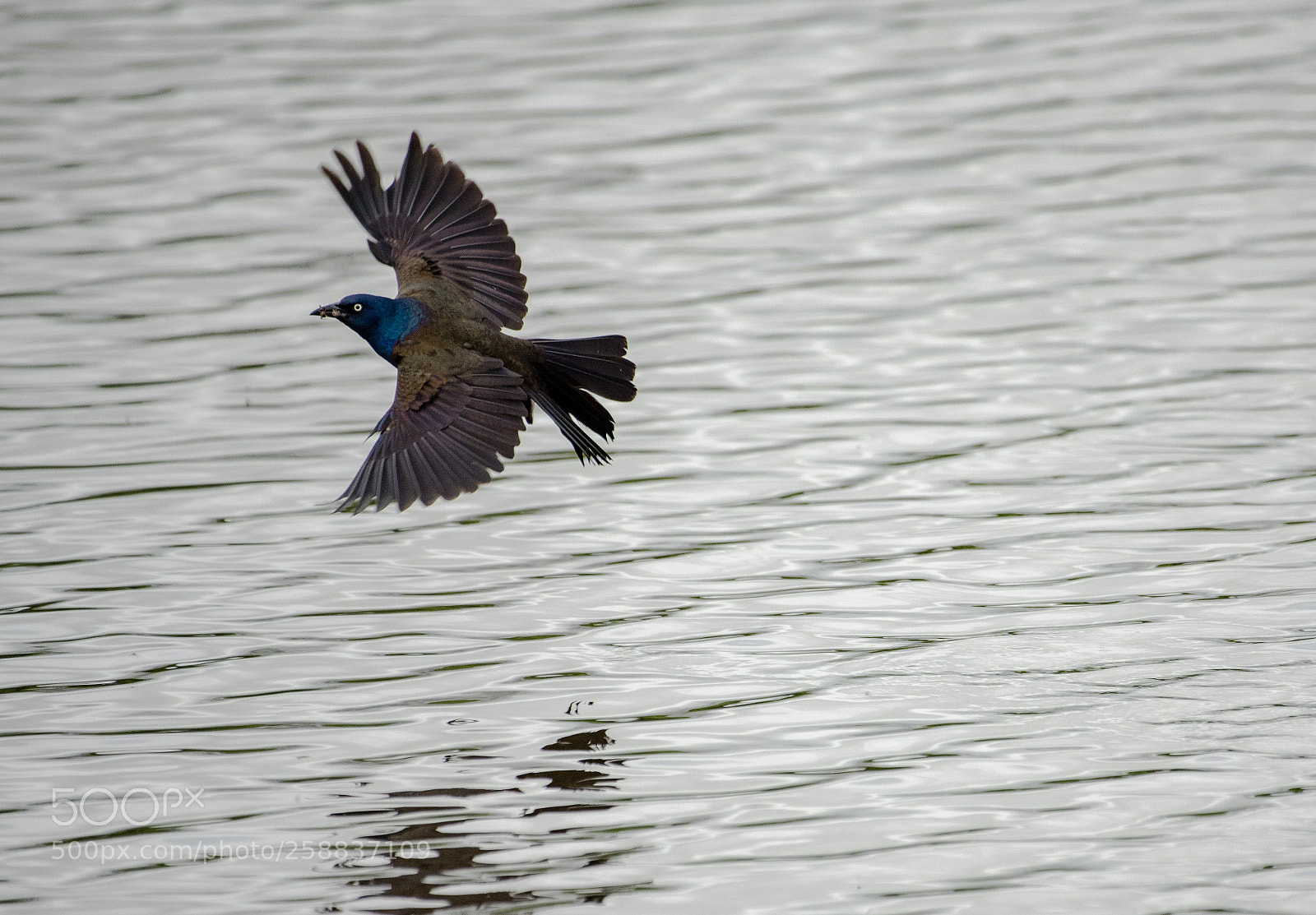 Nikon D750 sample photo. Common grackle photography