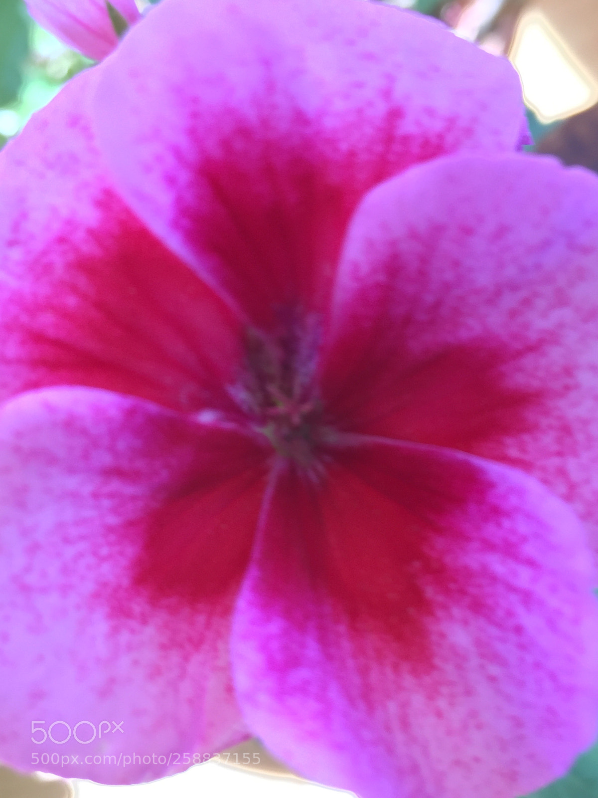 Apple iPhone 6 sample photo. Two tone flower  photography