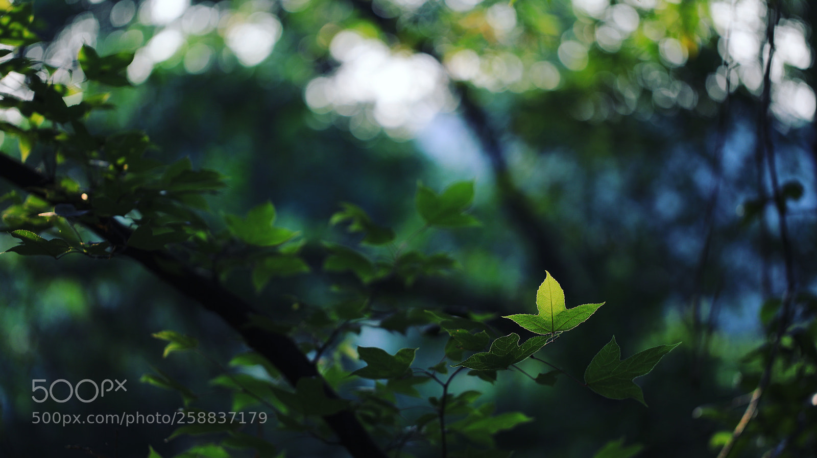 Canon EOS 5D Mark IV sample photo. Untitled photography