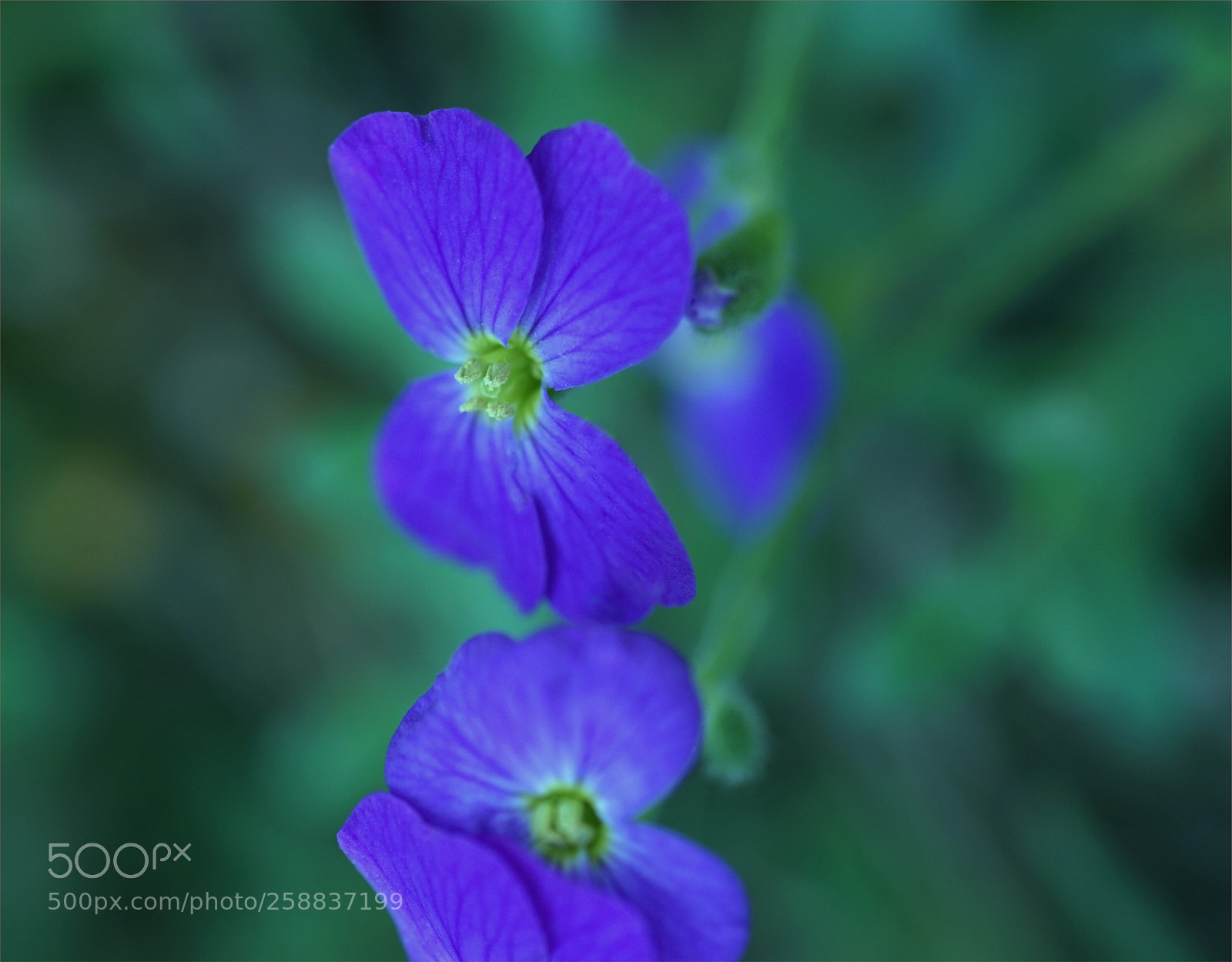 Sony a7 II sample photo. Blue & bokeh photography