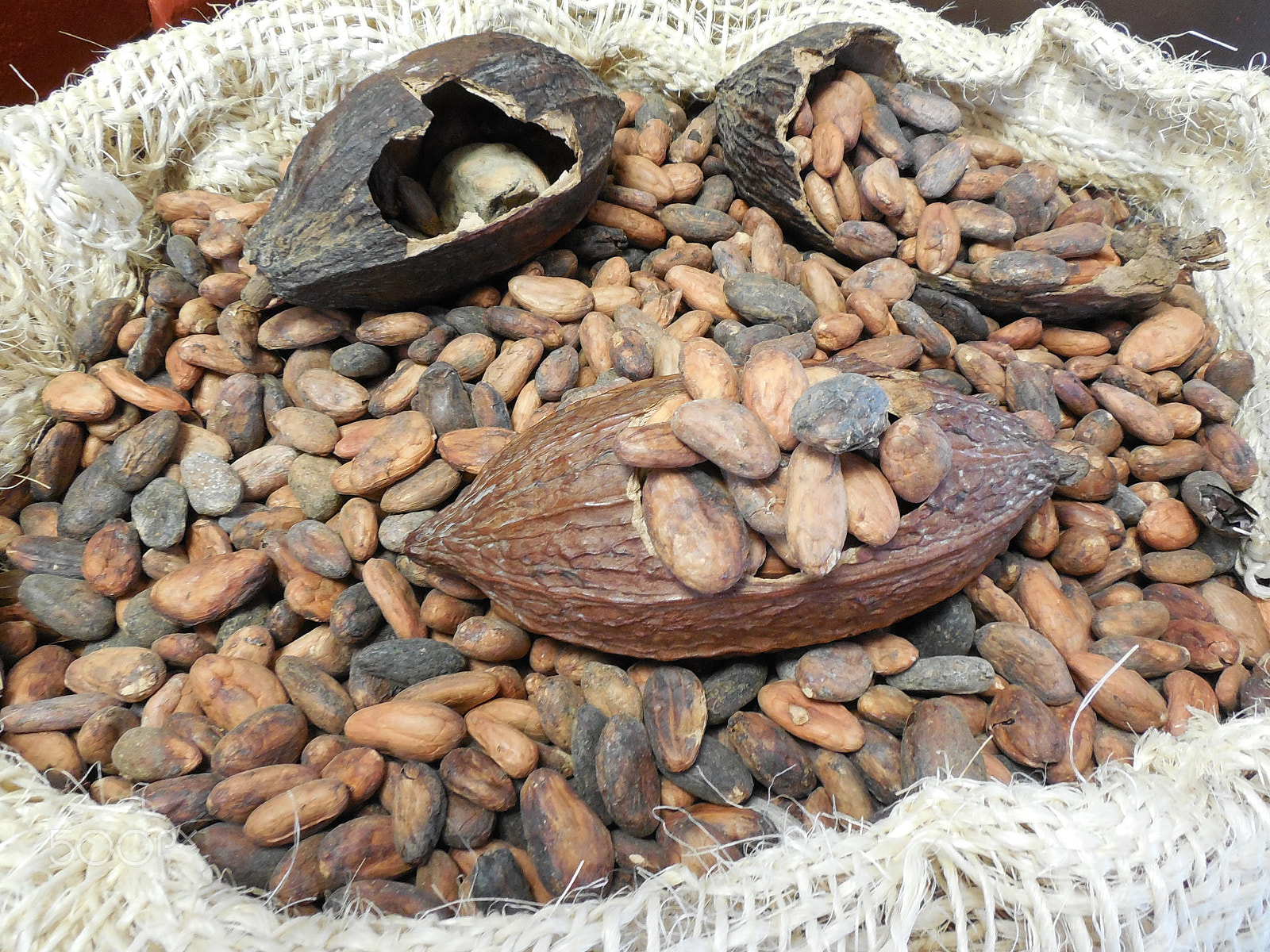 Nikon Coolpix L610 sample photo. Beans of cacao tree photography