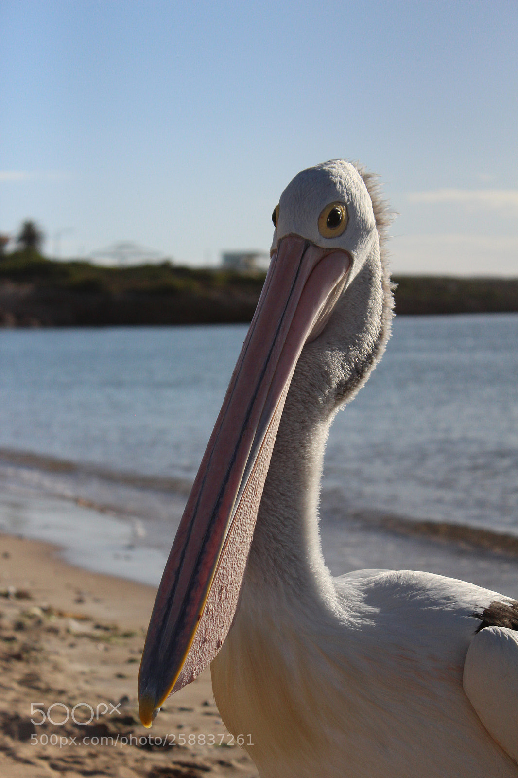 Canon EOS 600D (Rebel EOS T3i / EOS Kiss X5) sample photo. Pelican photography