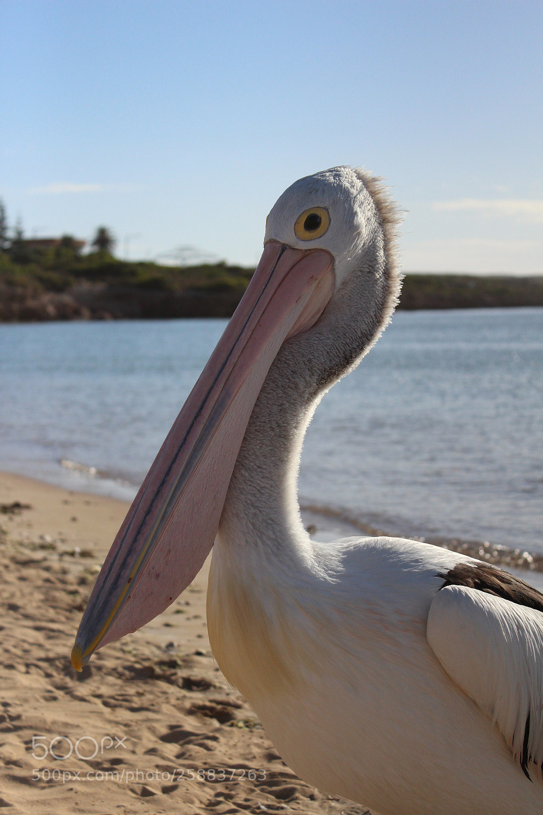 Canon EOS 600D (Rebel EOS T3i / EOS Kiss X5) sample photo. Pelican photography