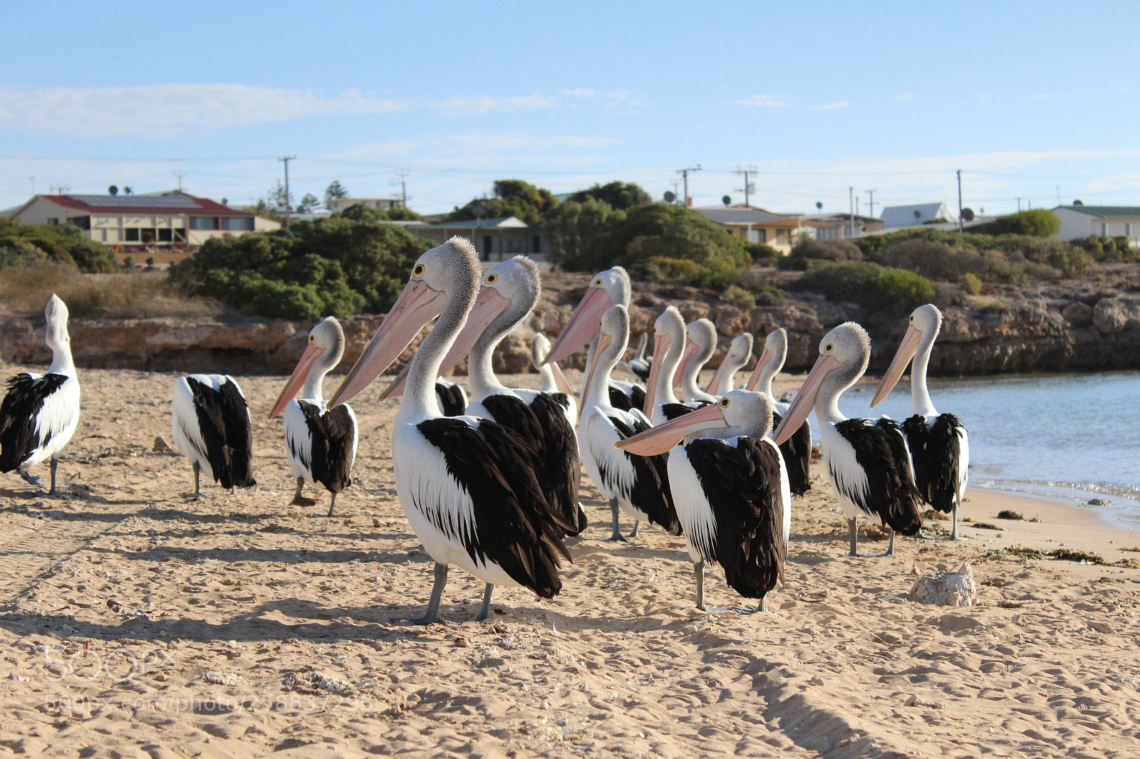 Canon EOS 600D (Rebel EOS T3i / EOS Kiss X5) sample photo. Pelican photography
