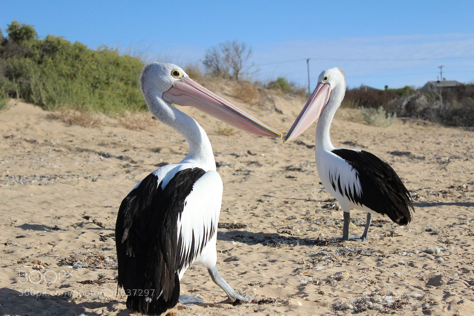 Canon EOS 600D (Rebel EOS T3i / EOS Kiss X5) sample photo. Pelican photography