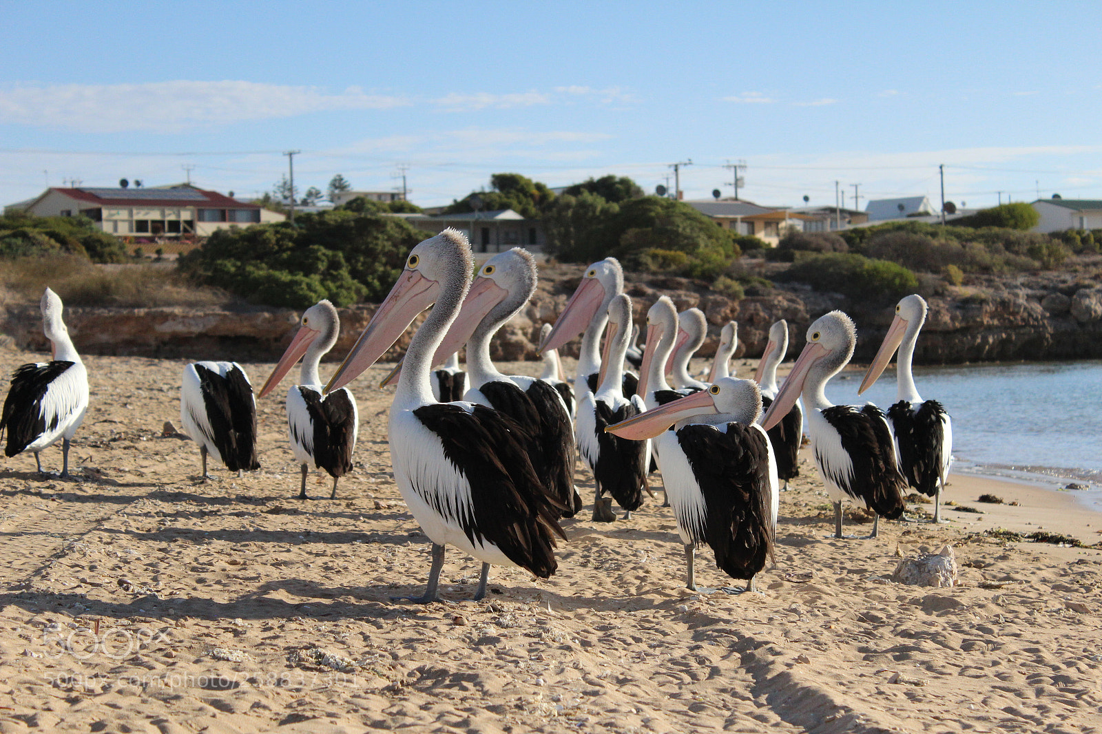 Canon EOS 600D (Rebel EOS T3i / EOS Kiss X5) sample photo. Pelican photography