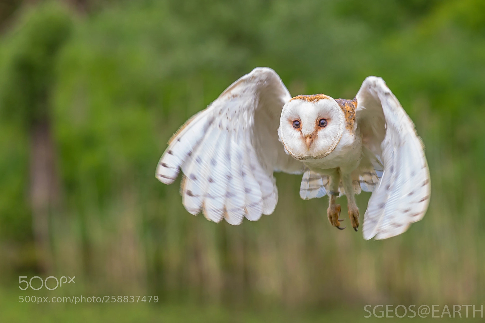 Canon EOS 5D Mark IV sample photo. Barn owl photography