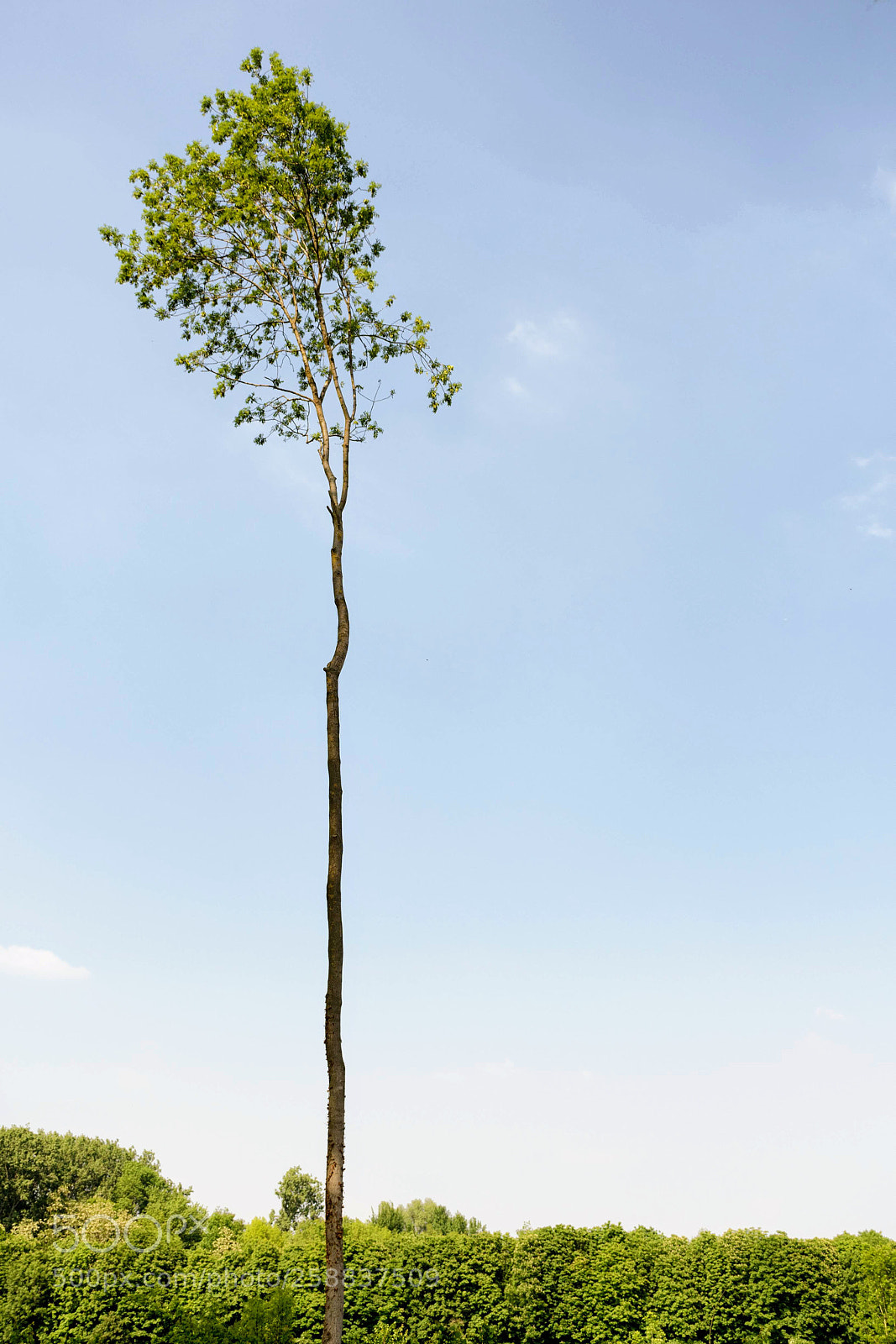 Nikon D7500 sample photo. Tree photography