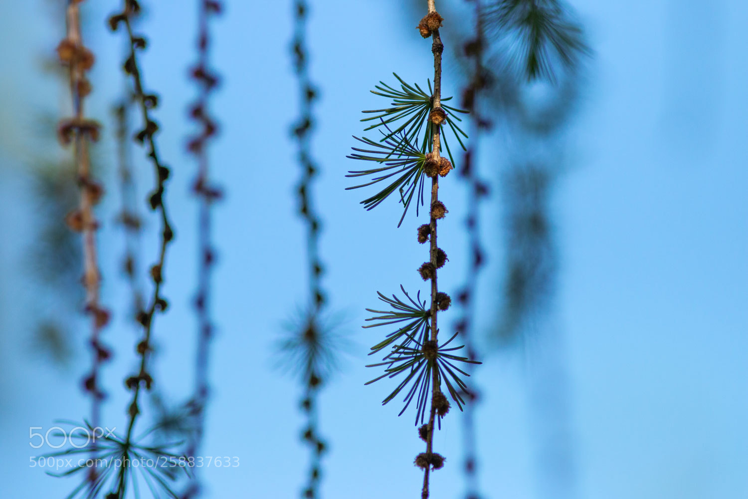 Canon EOS 70D sample photo. Rope of needle tree photography