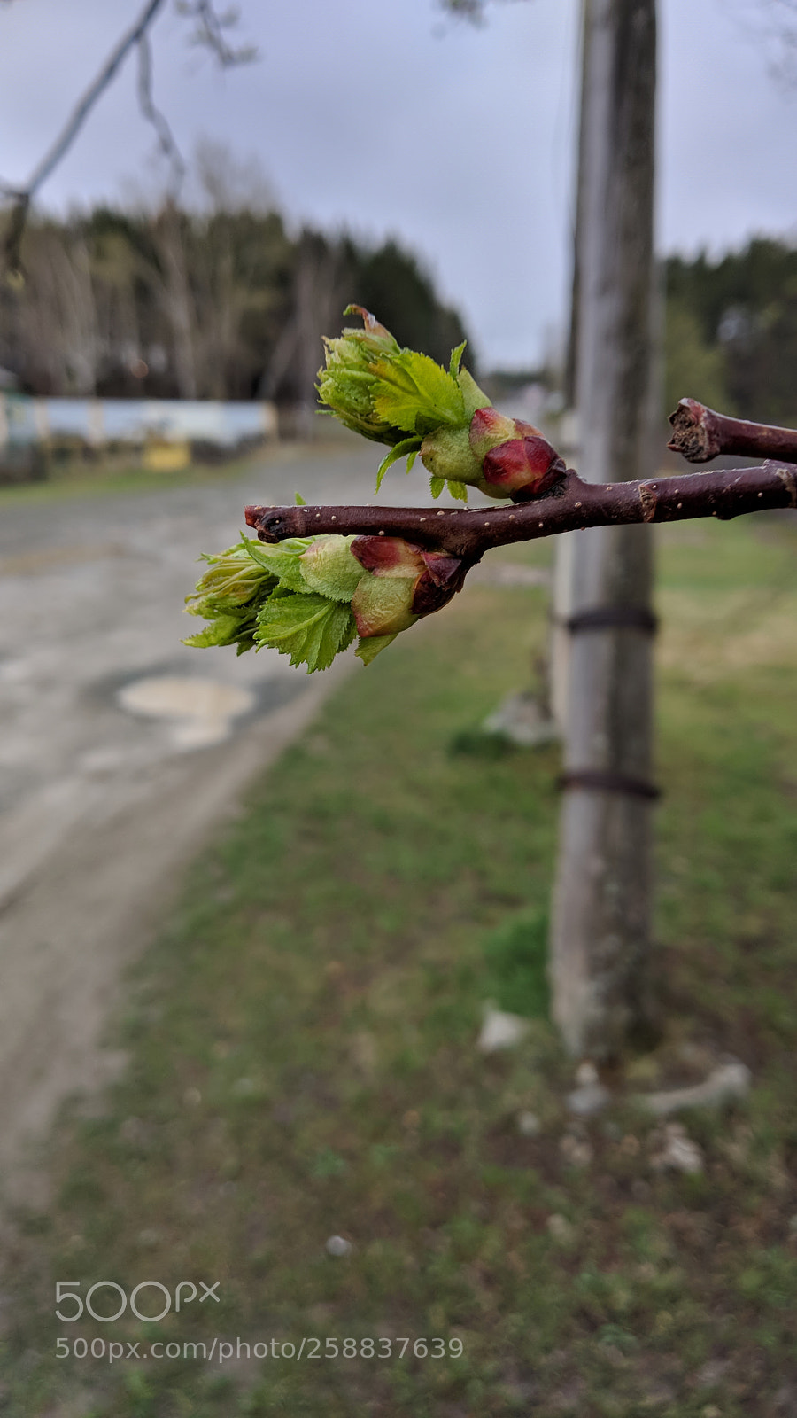 Xiaomi Mi A1 sample photo. Untitled photography