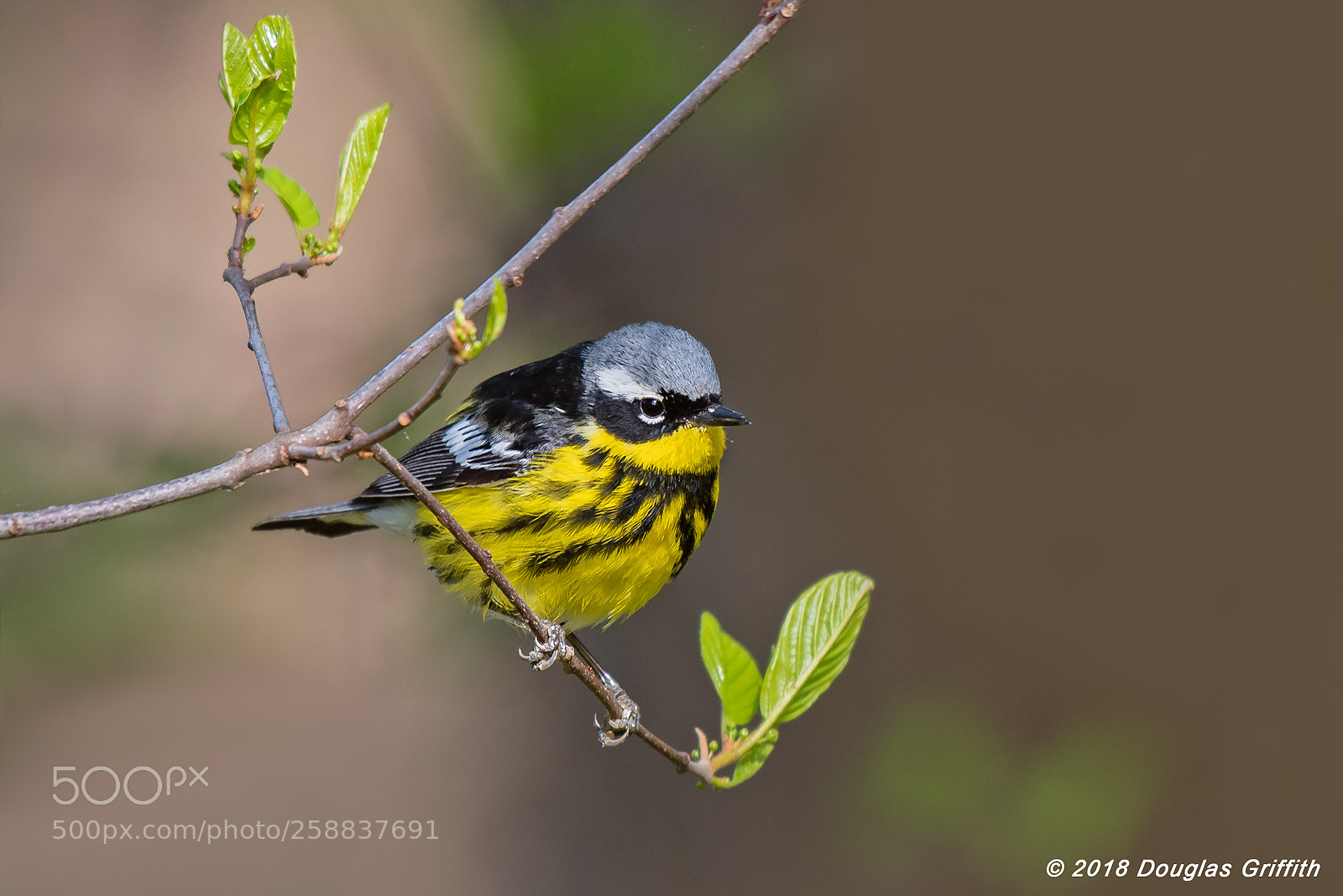 Nikon D500 sample photo. Magnolia warbler (setophaga magnolia) photography