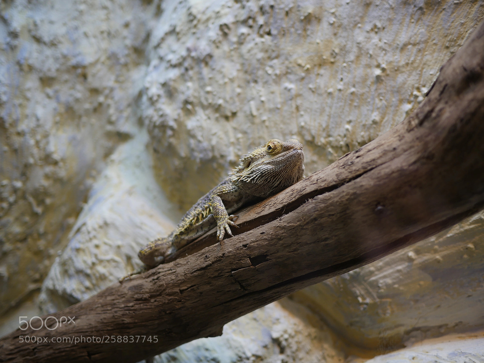 Panasonic Lumix DMC-GH4 sample photo. Dragon lizard photography
