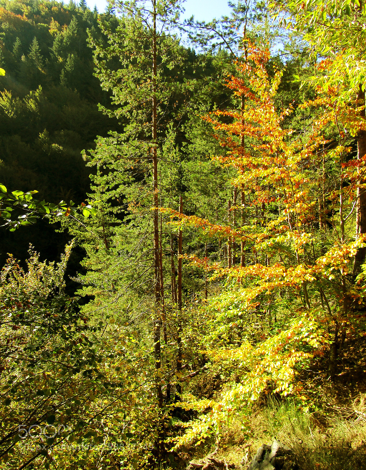 Canon PowerShot SX410 IS sample photo. Green forest photography