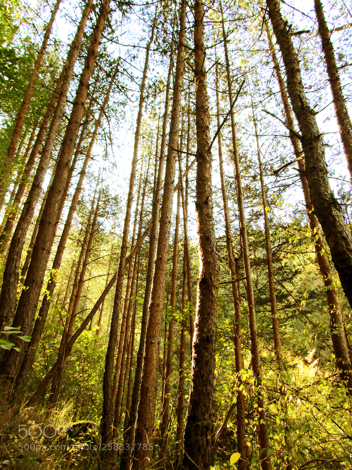Canon PowerShot SX410 IS sample photo. Green forest photography