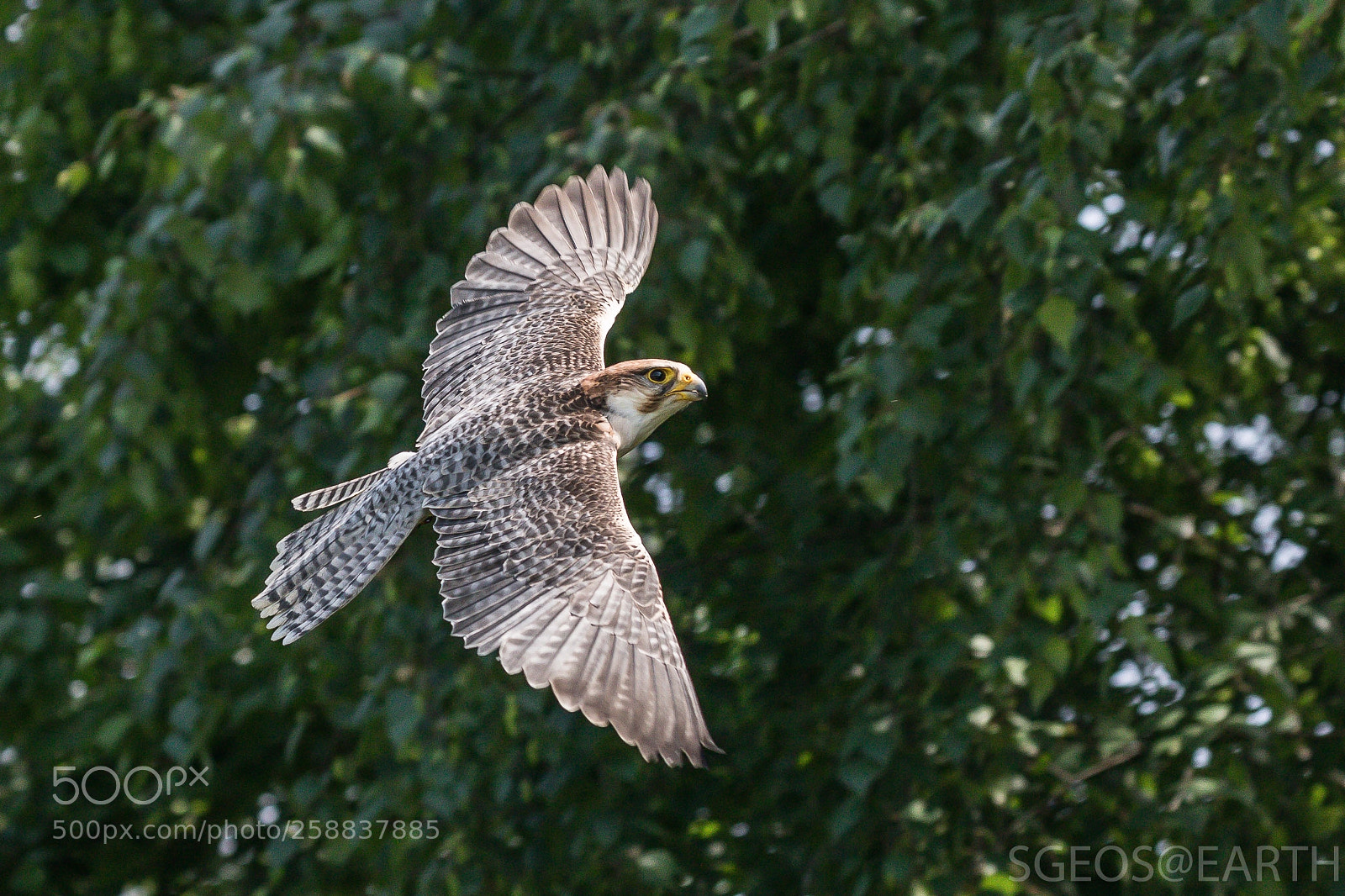 Canon EOS 5D Mark IV sample photo. Lanner falcon photography