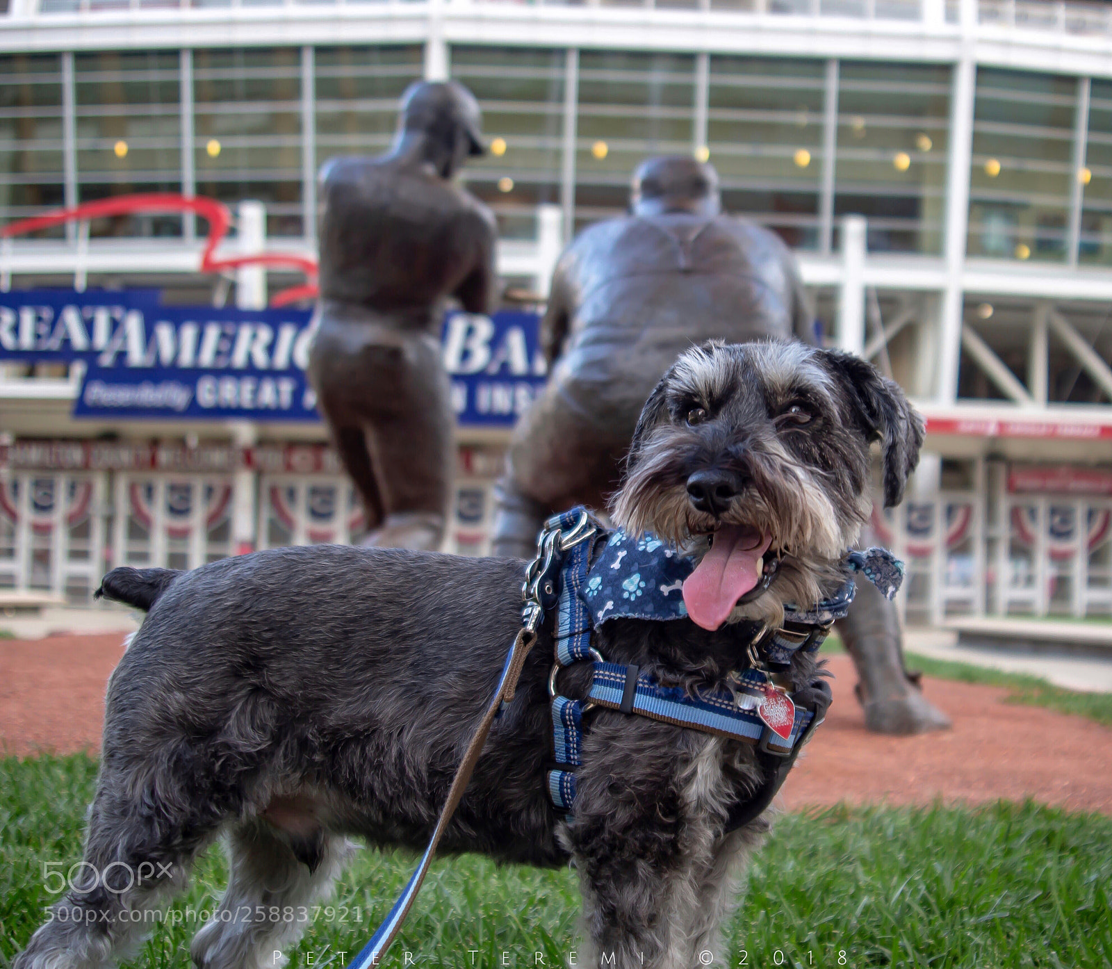 Canon EOS 100D (EOS Rebel SL1 / EOS Kiss X7) sample photo. Murphy enjoying some time photography
