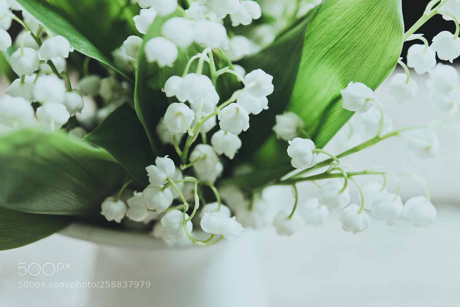 Nikon D800E sample photo. Spring flowers photography