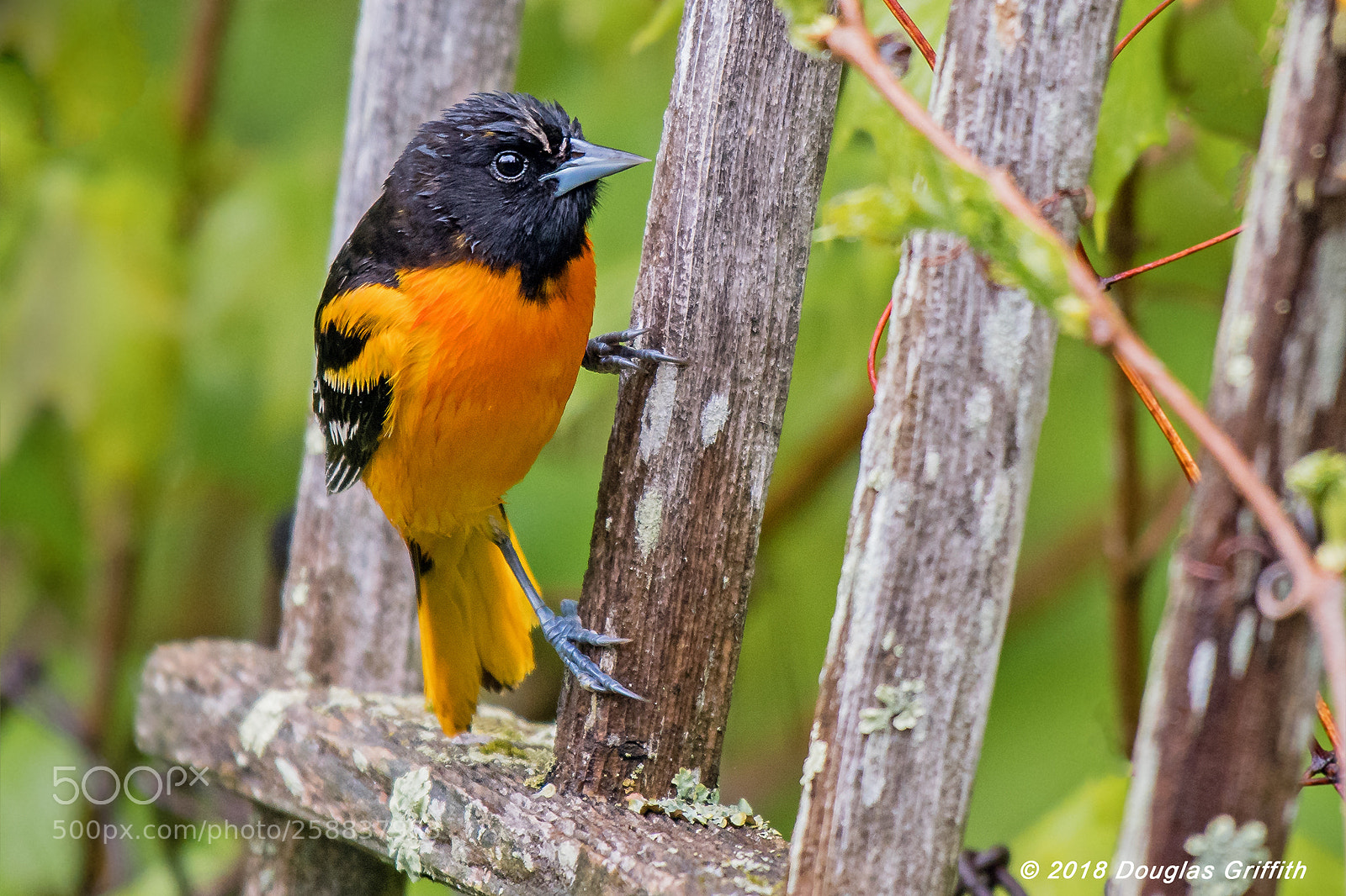 Nikon D500 sample photo. Male baltimore oriole icterus photography