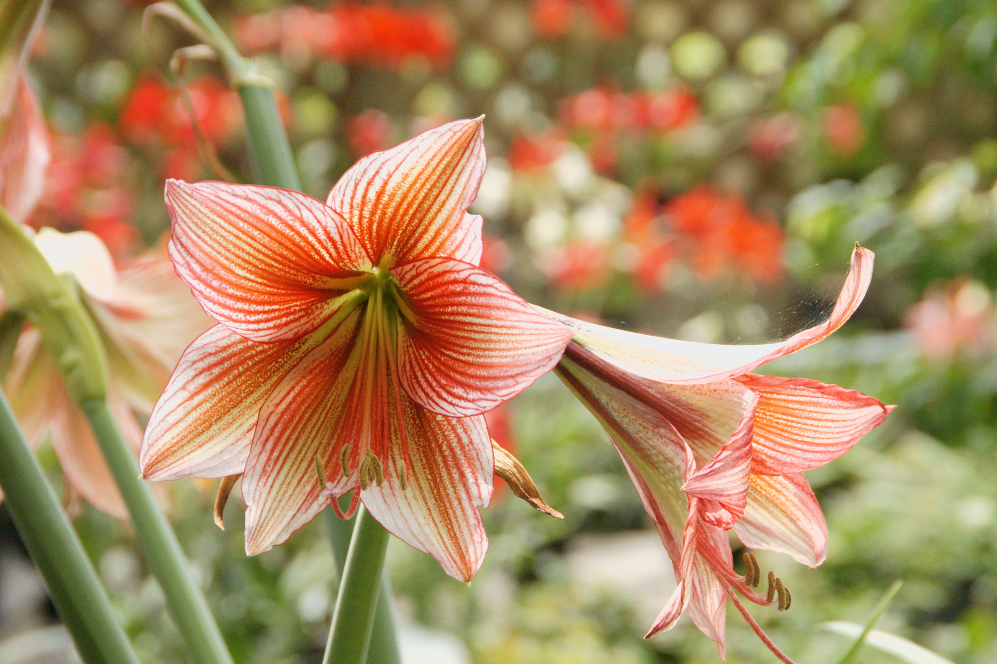 Sony DT 18-200mm F3.5-6.3 sample photo. 夏の花壇 photography