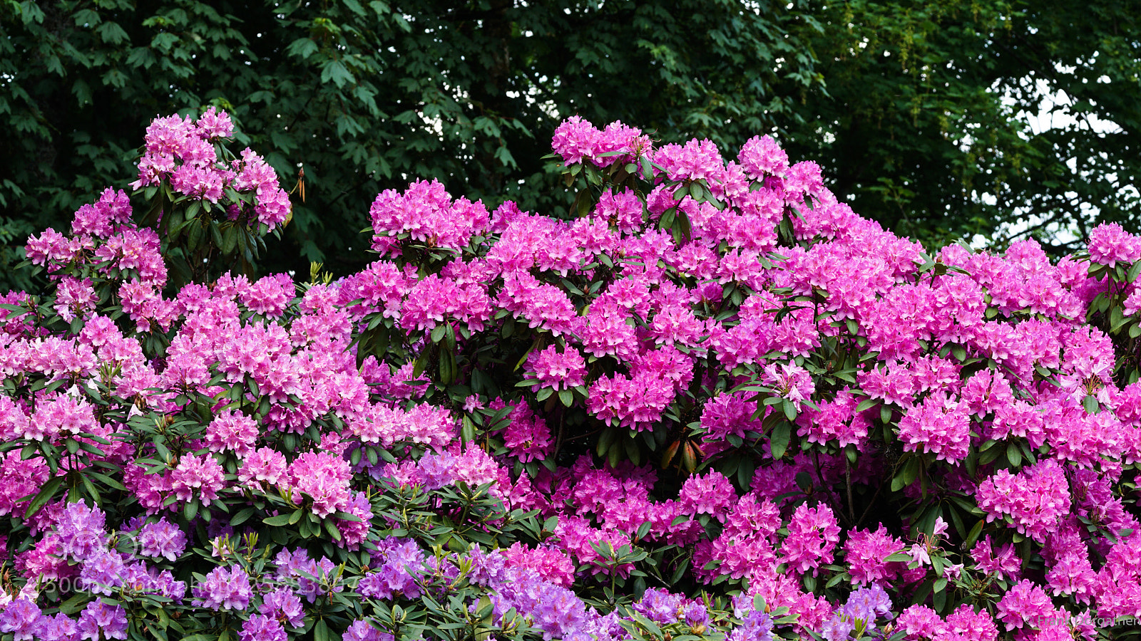 Sony a6000 sample photo. Blossom overkill photography