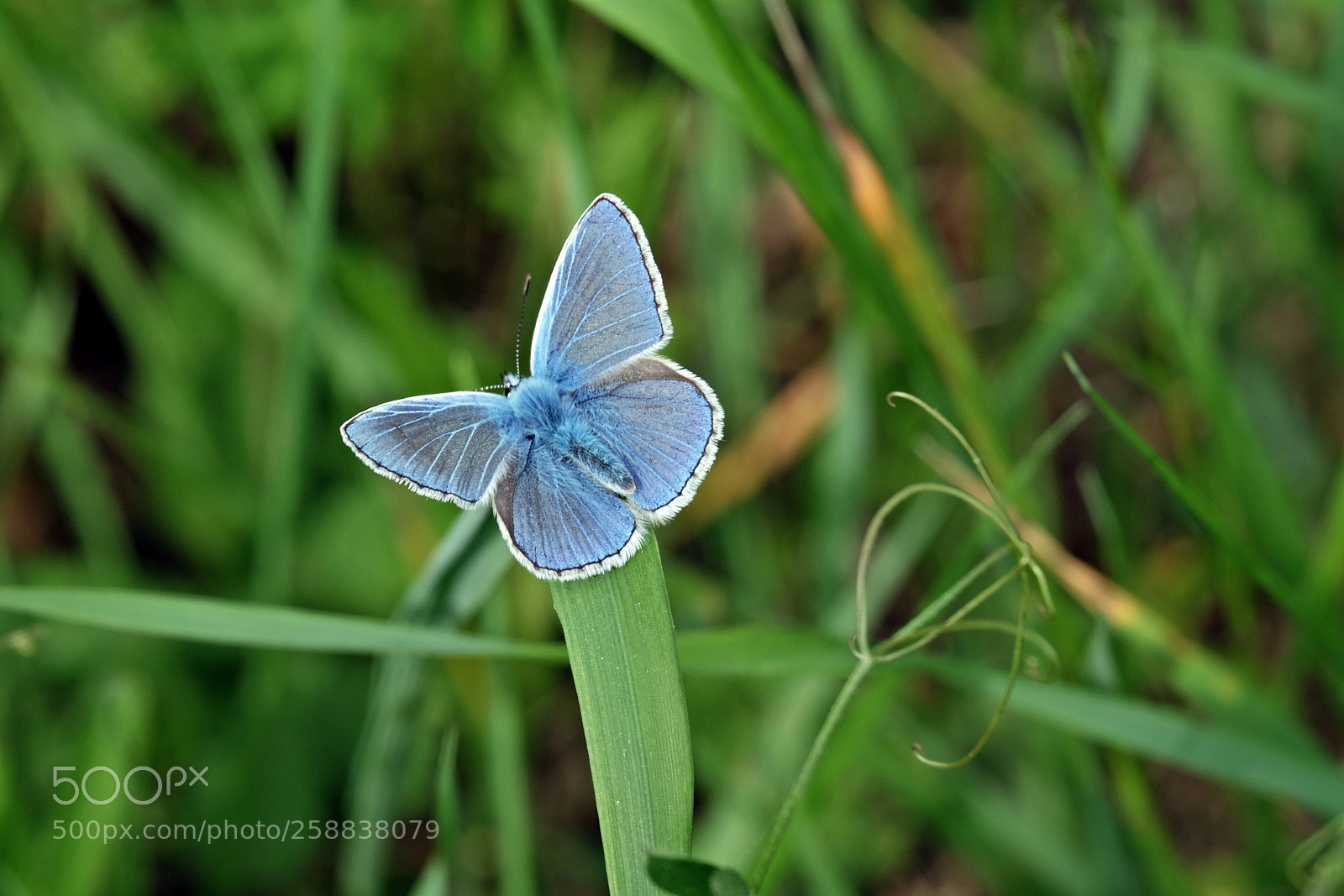 Fujifilm X-T10 sample photo. Icarus blauwtje ( common blue ) photography