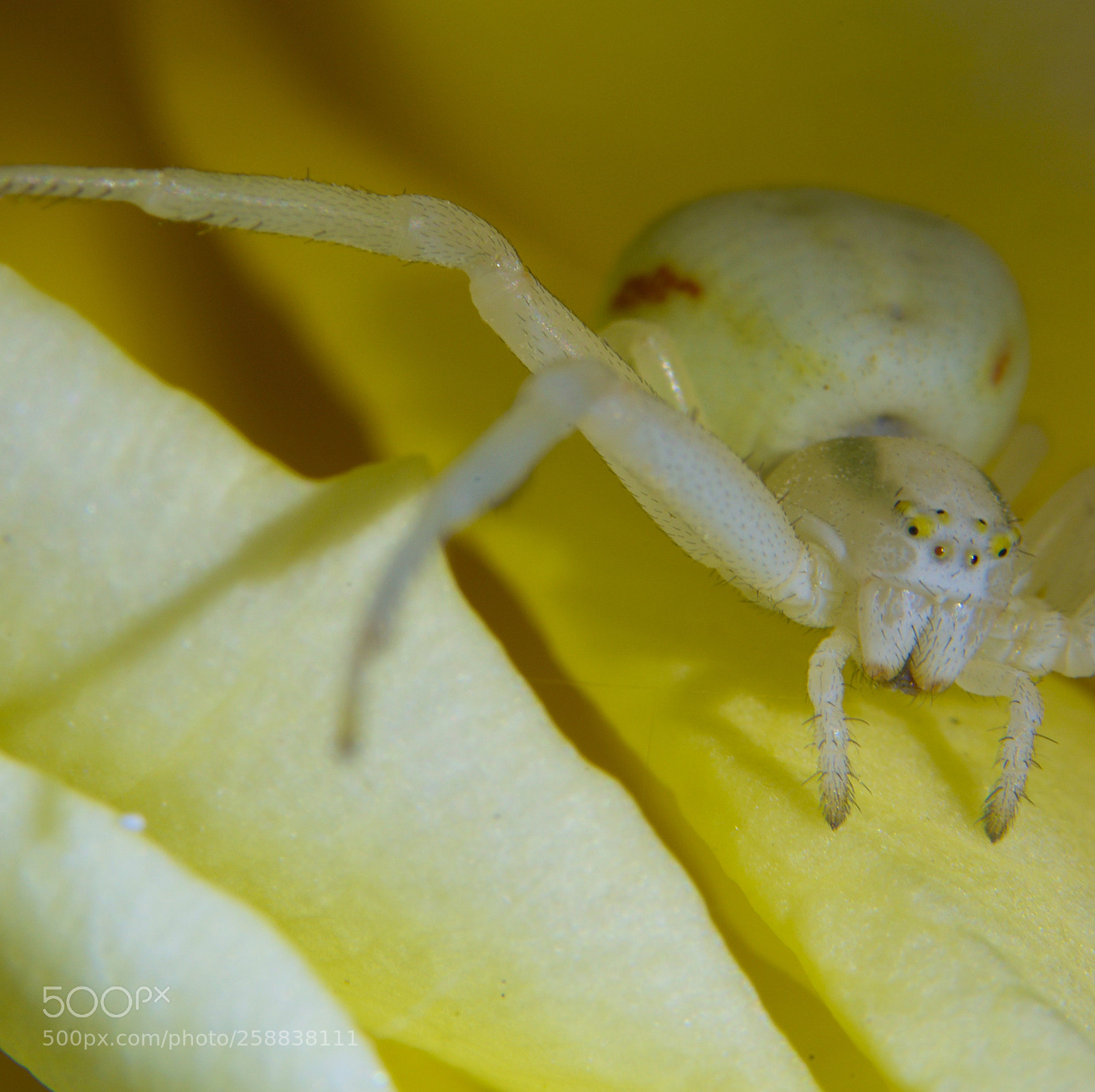 Nikon D7000 sample photo. Spider on a rose photography