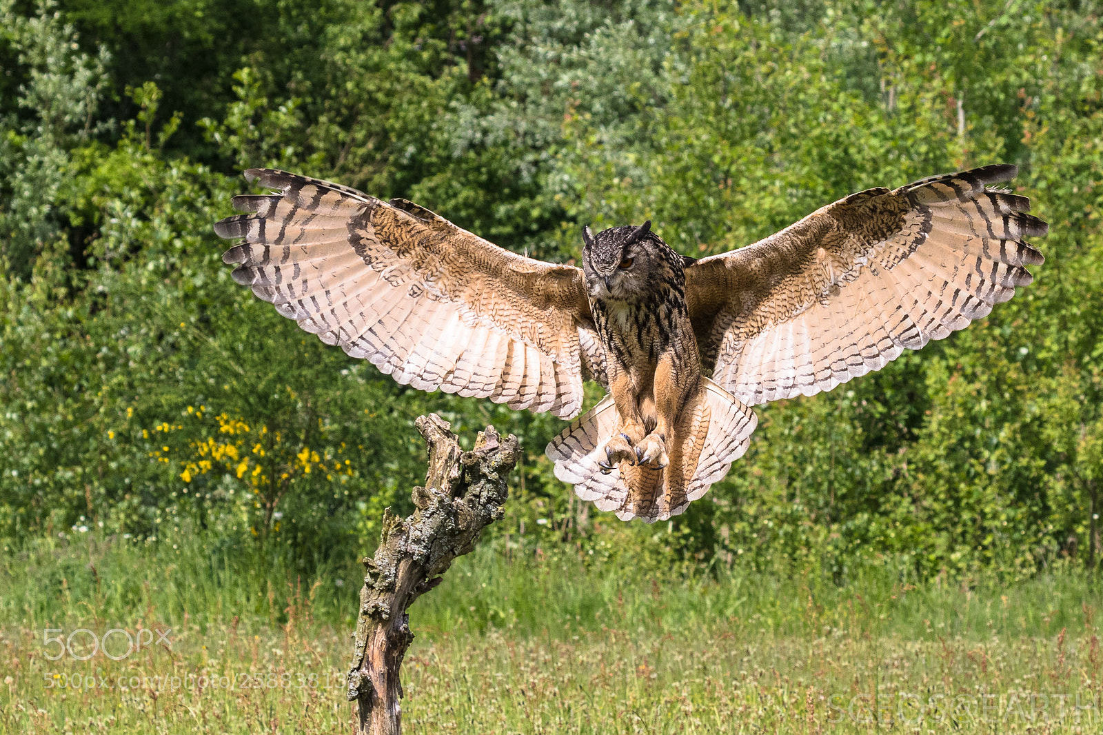 Canon EOS 5D Mark IV sample photo. Eagle-owl ready for landing photography
