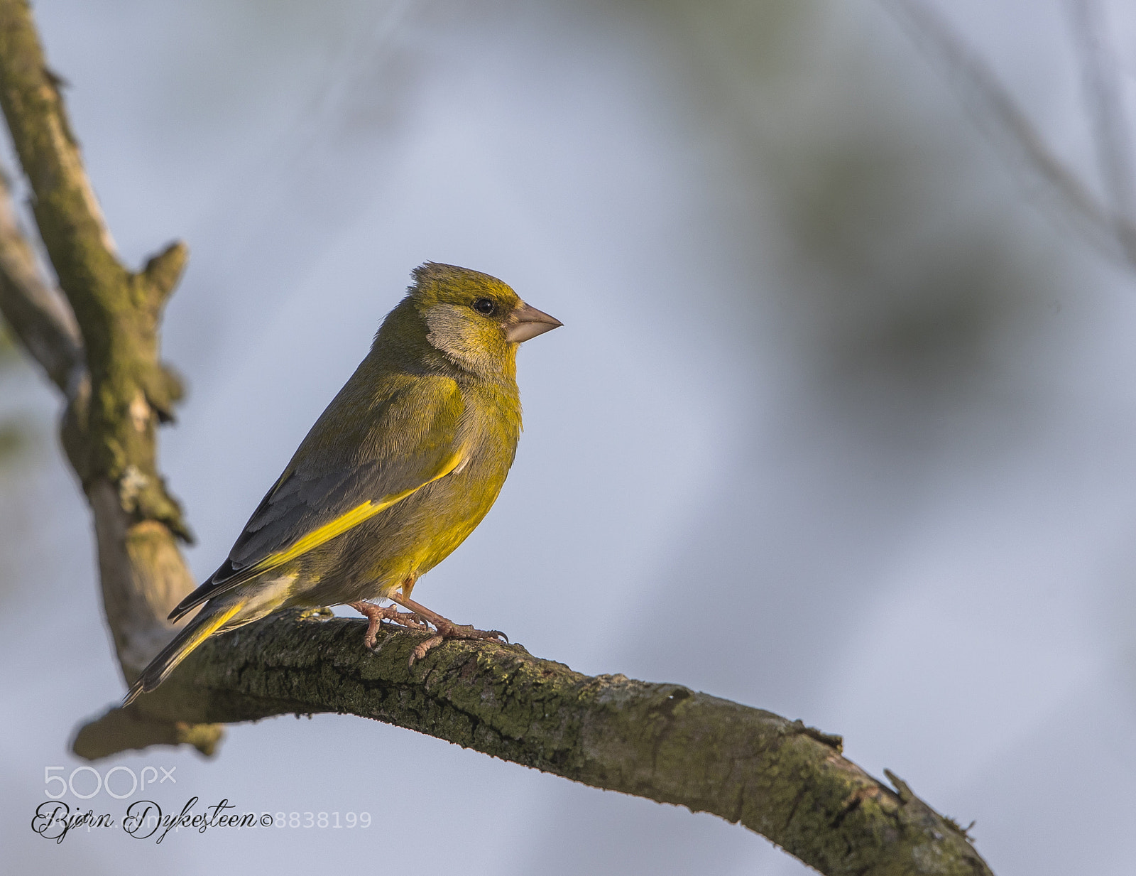 Canon EOS-1D X Mark II sample photo. Greenfinch photography