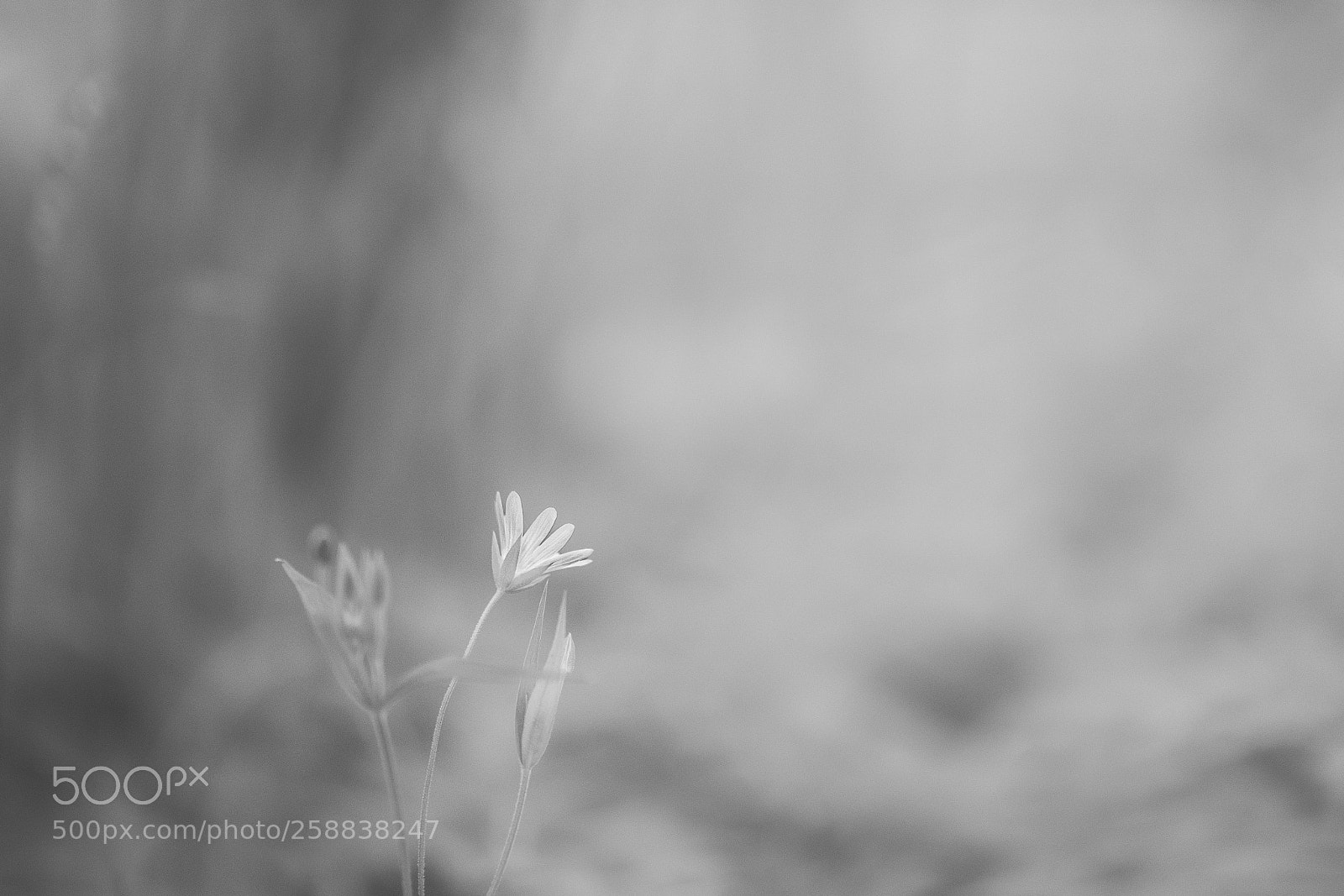 Nikon D810 sample photo. Untitled photography