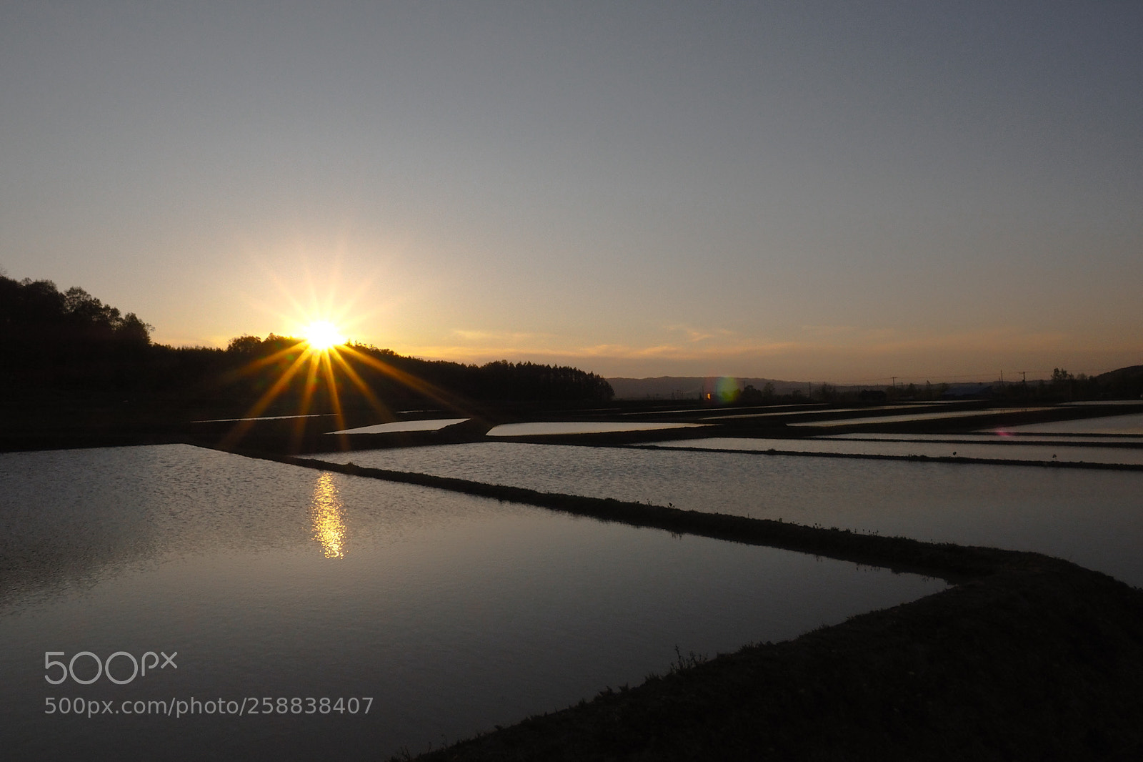 Olympus OM-D E-M1 sample photo. Paddy field photography