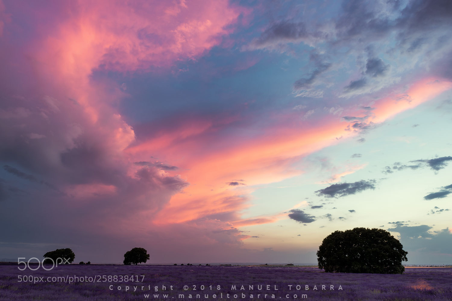 Nikon D810 sample photo. Lavander field at dusk photography