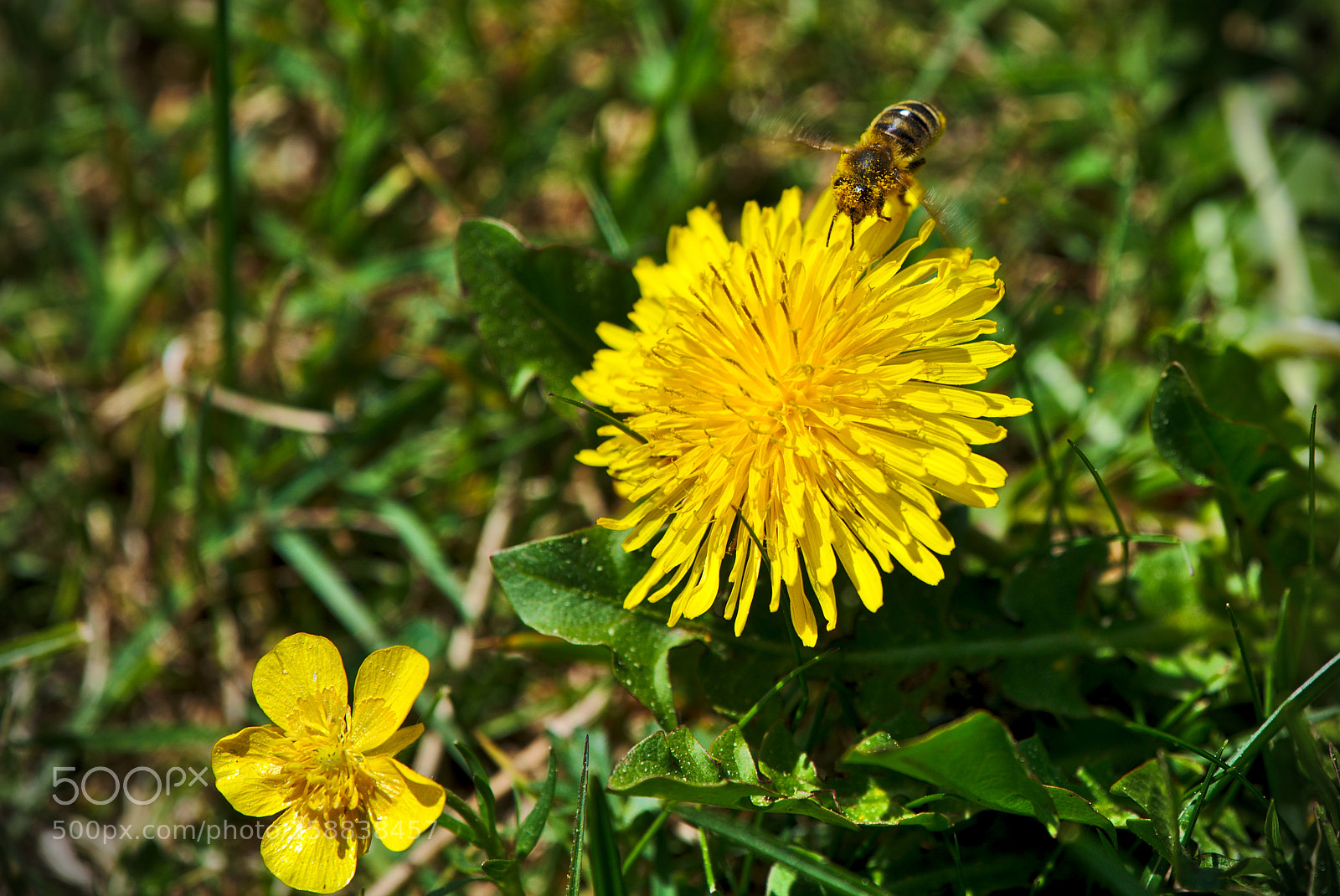 Nikon D750 sample photo. De fleurs en fleurs photography