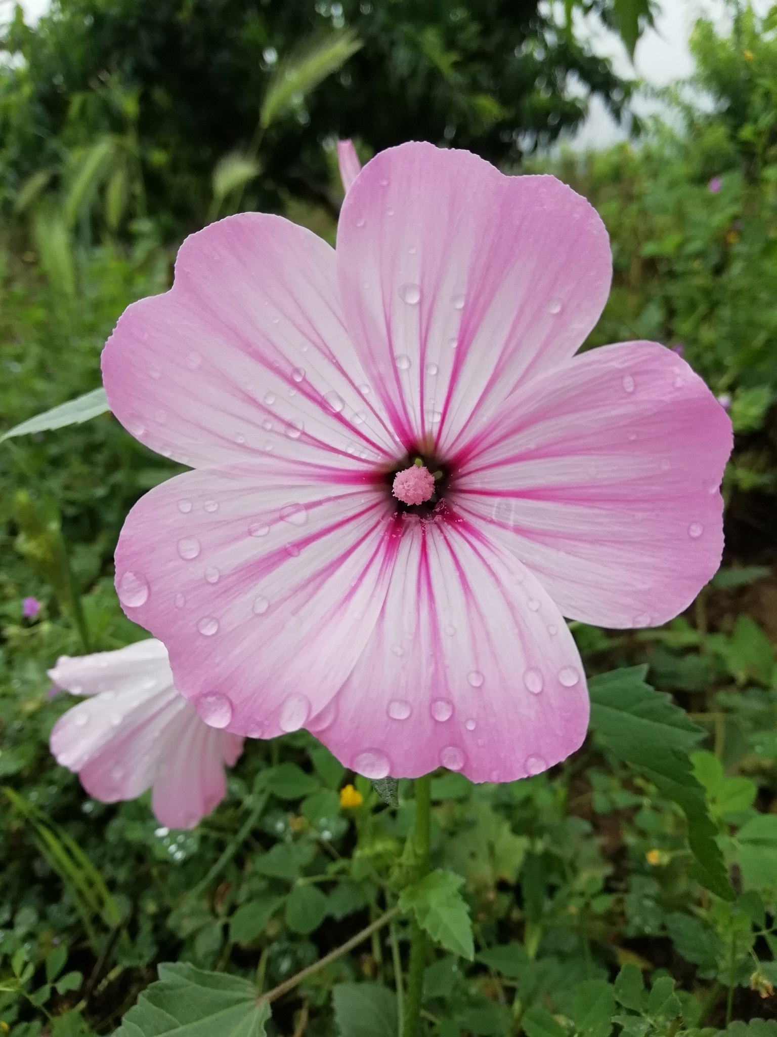 HUAWEI P SMART sample photo