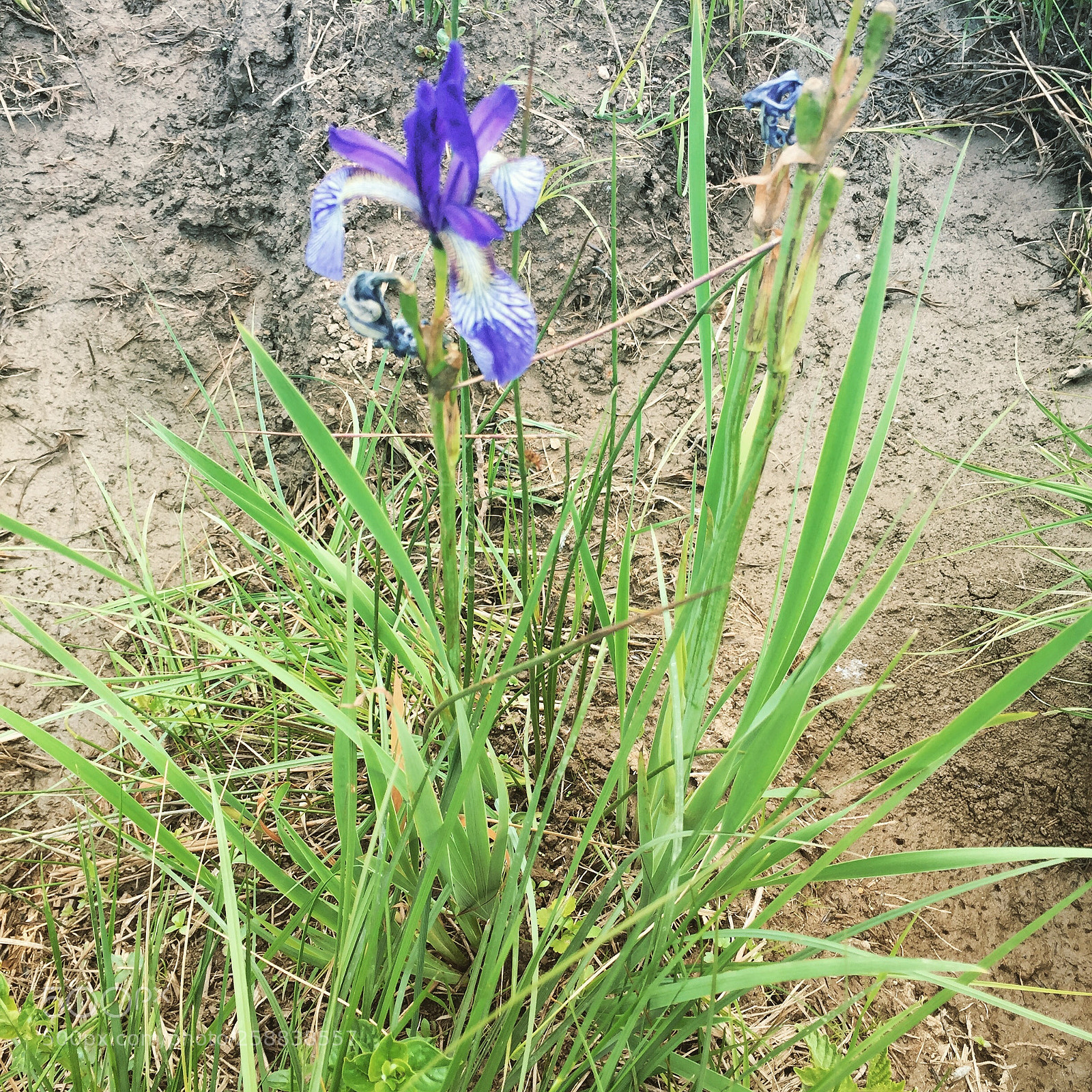 Apple iPhone 6 sample photo. Untitled photography