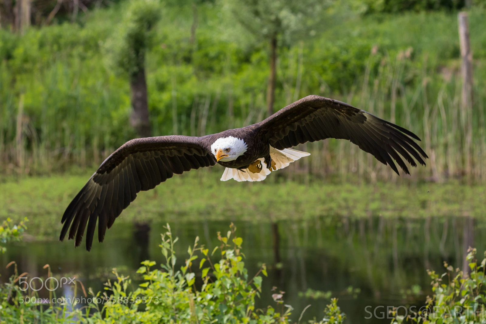 Canon EOS 5D Mark IV sample photo. White-tailed eagle in flight photography