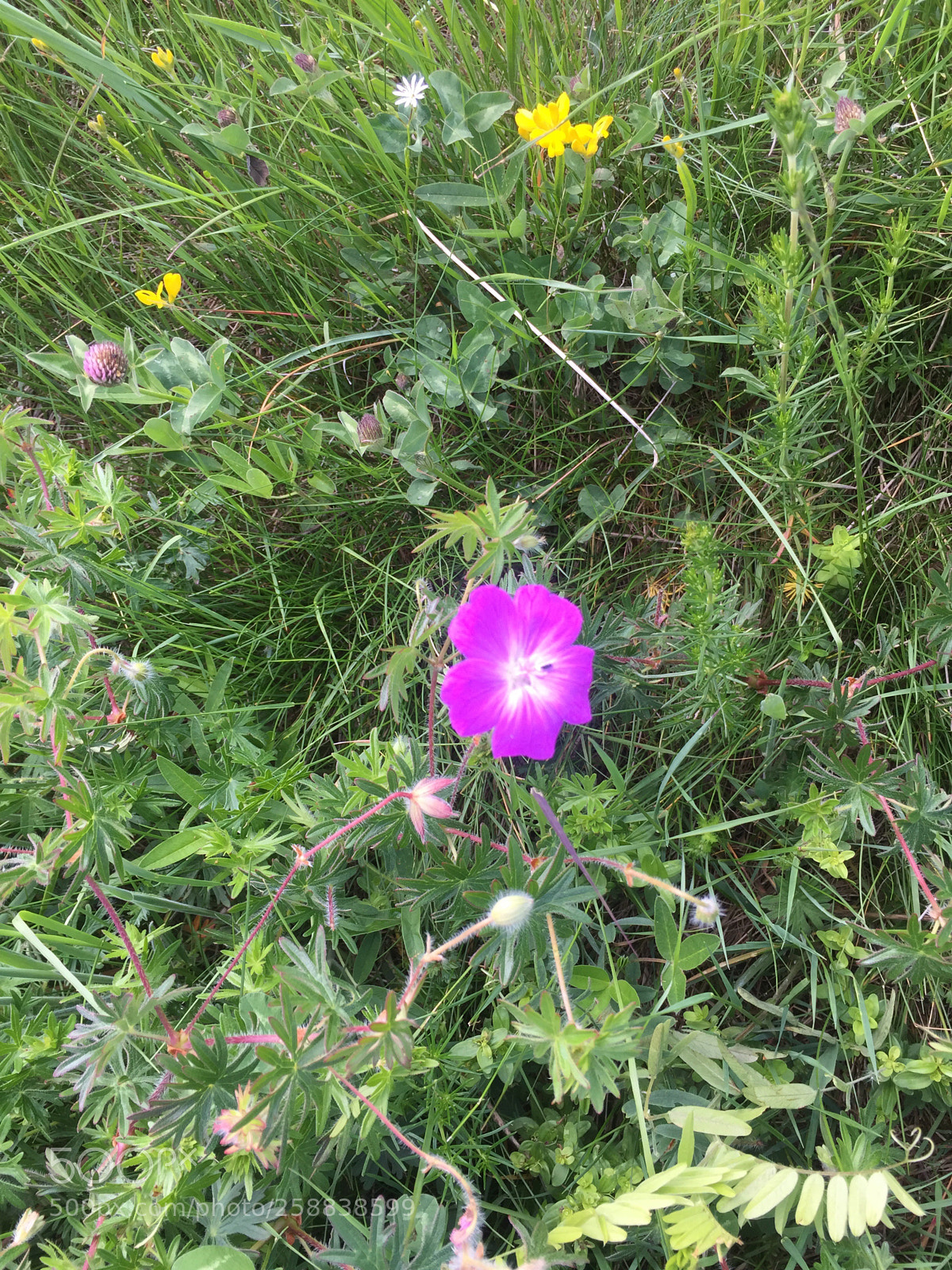 Apple iPhone 6 sample photo. Untitled photography