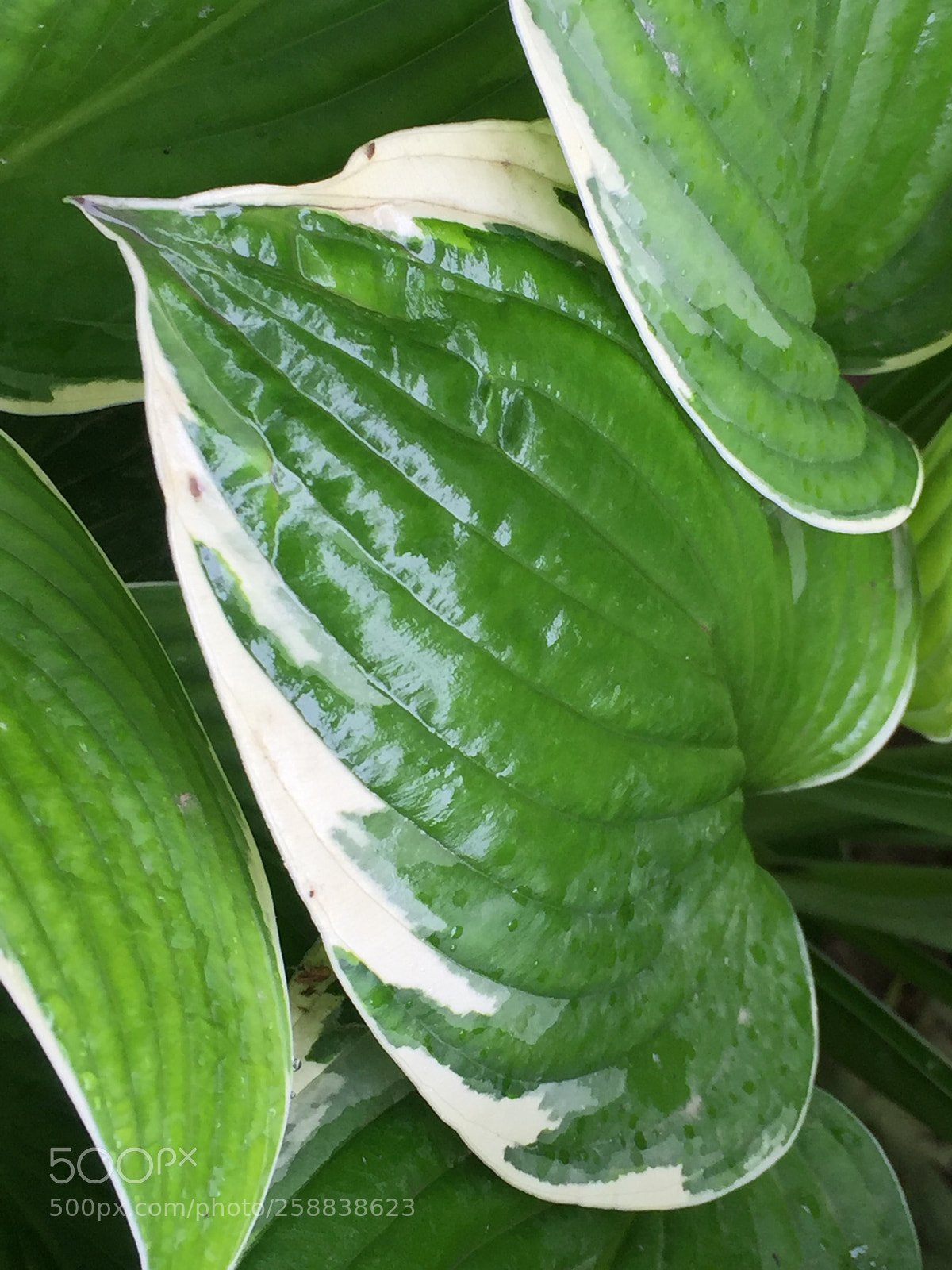 Apple iPhone 6 Plus sample photo. Untitled photography