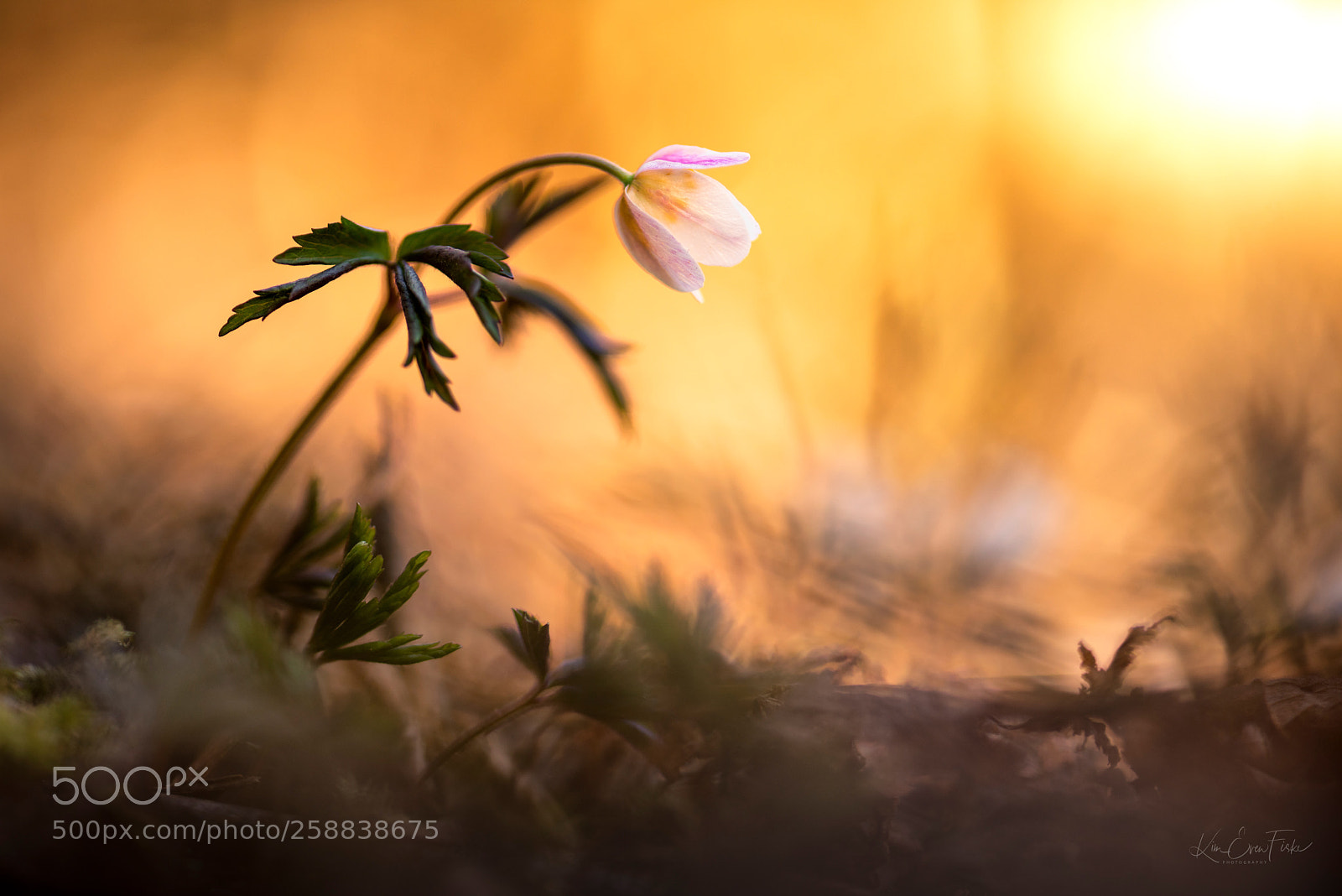 Nikon D810 sample photo. Colors of spring photography