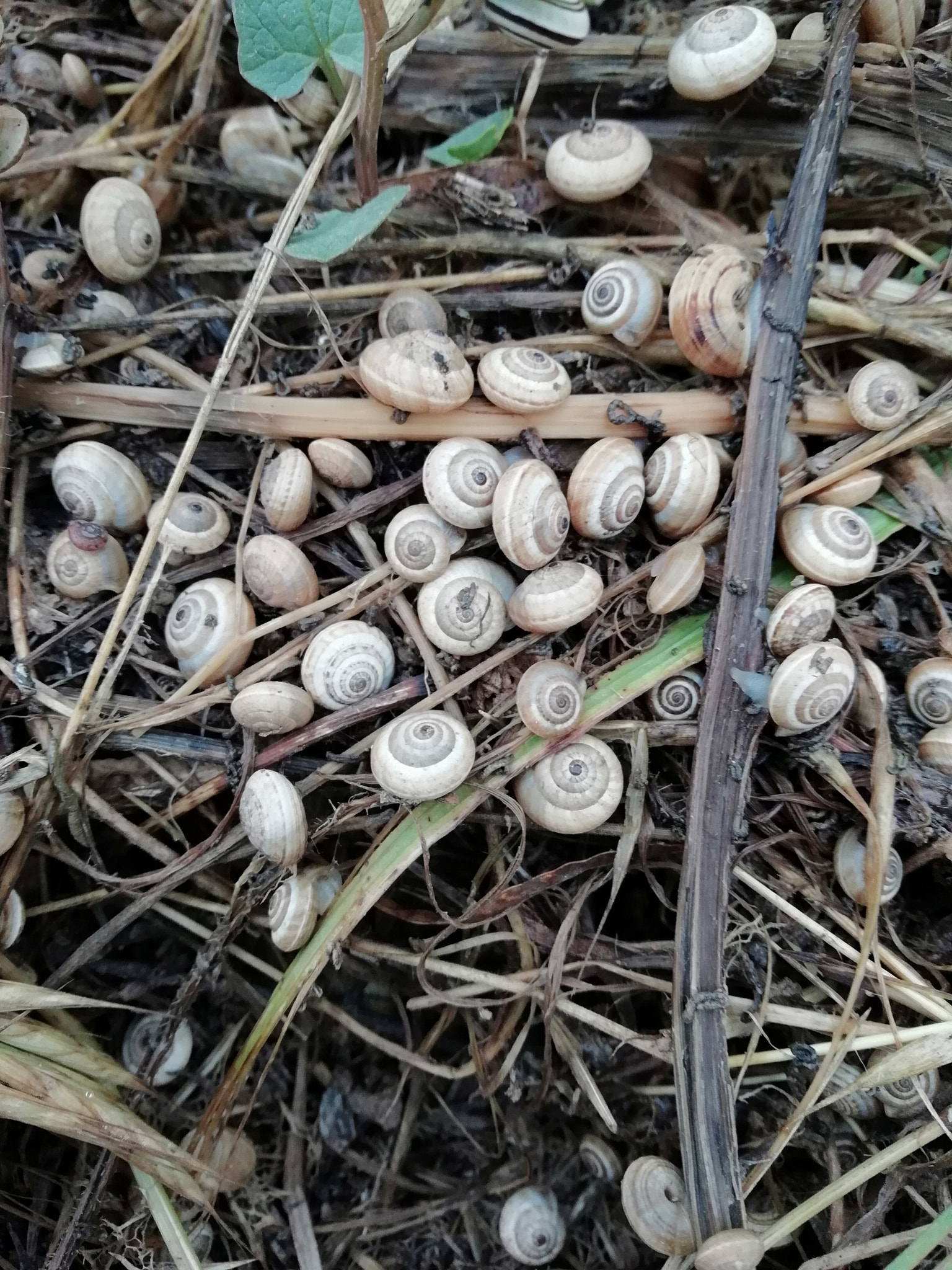 HUAWEI P SMART sample photo