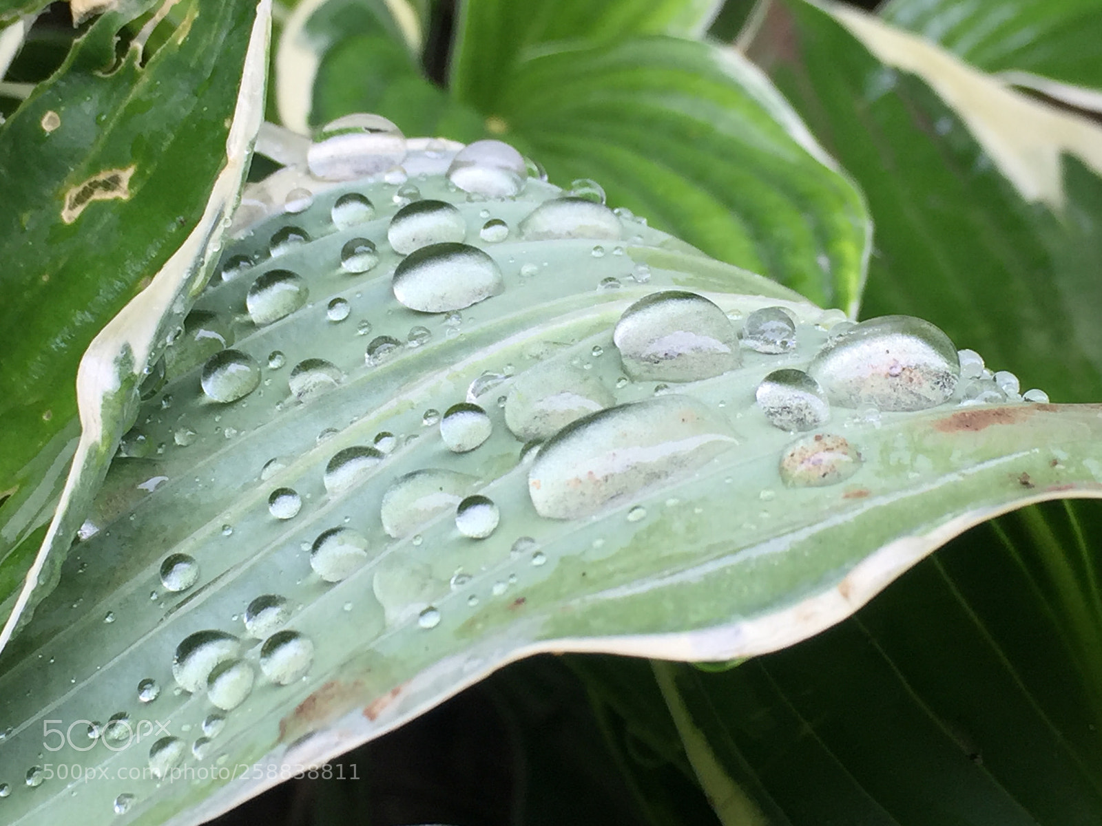 Apple iPhone 6 Plus sample photo. Untitled photography