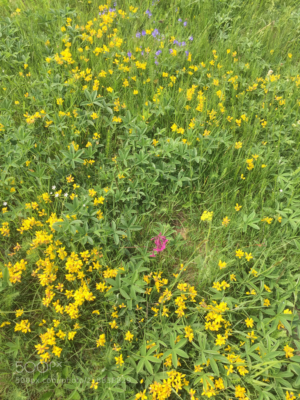 Apple iPhone 6 sample photo. Untitled photography