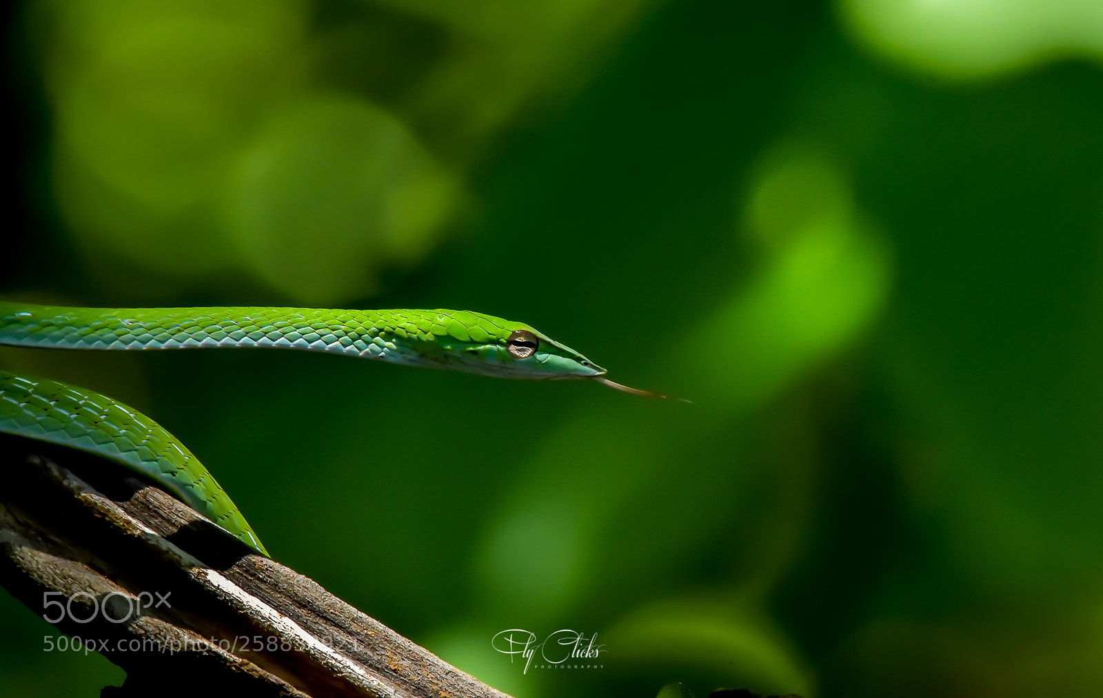 Nikon D7200 sample photo. Green photography